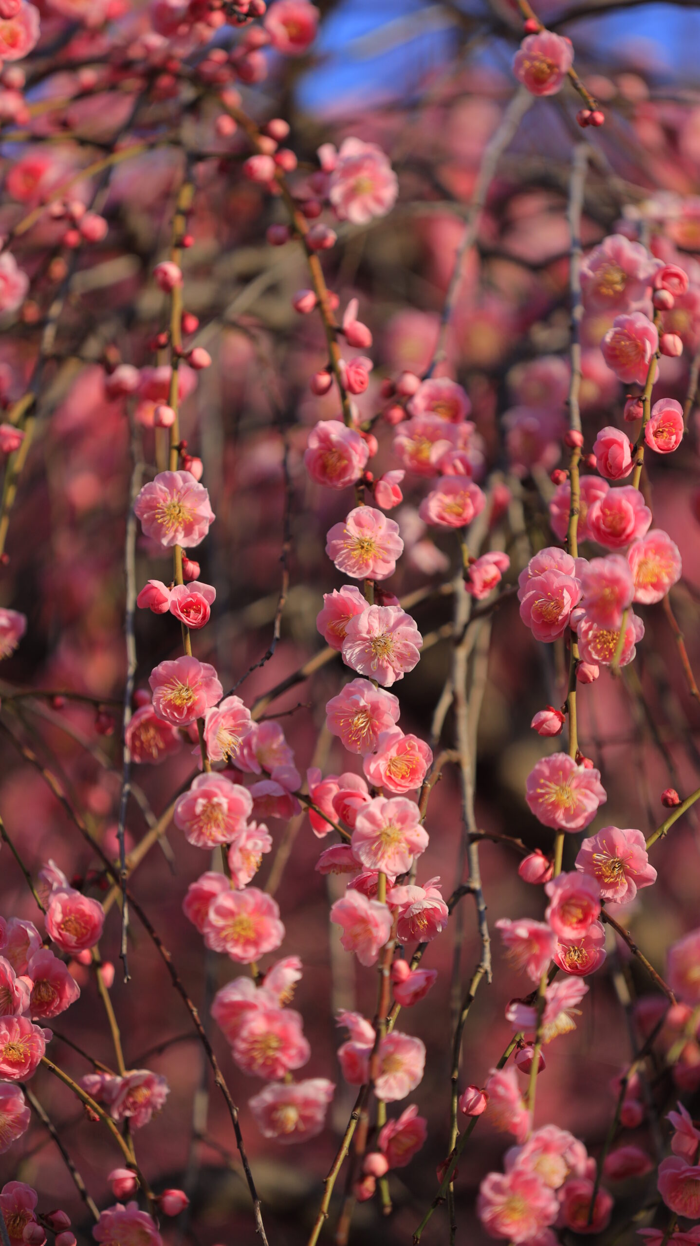 亀戸天神で、満開の枝垂れ梅をボリュームたっぷりに写した華やかな梅の景色