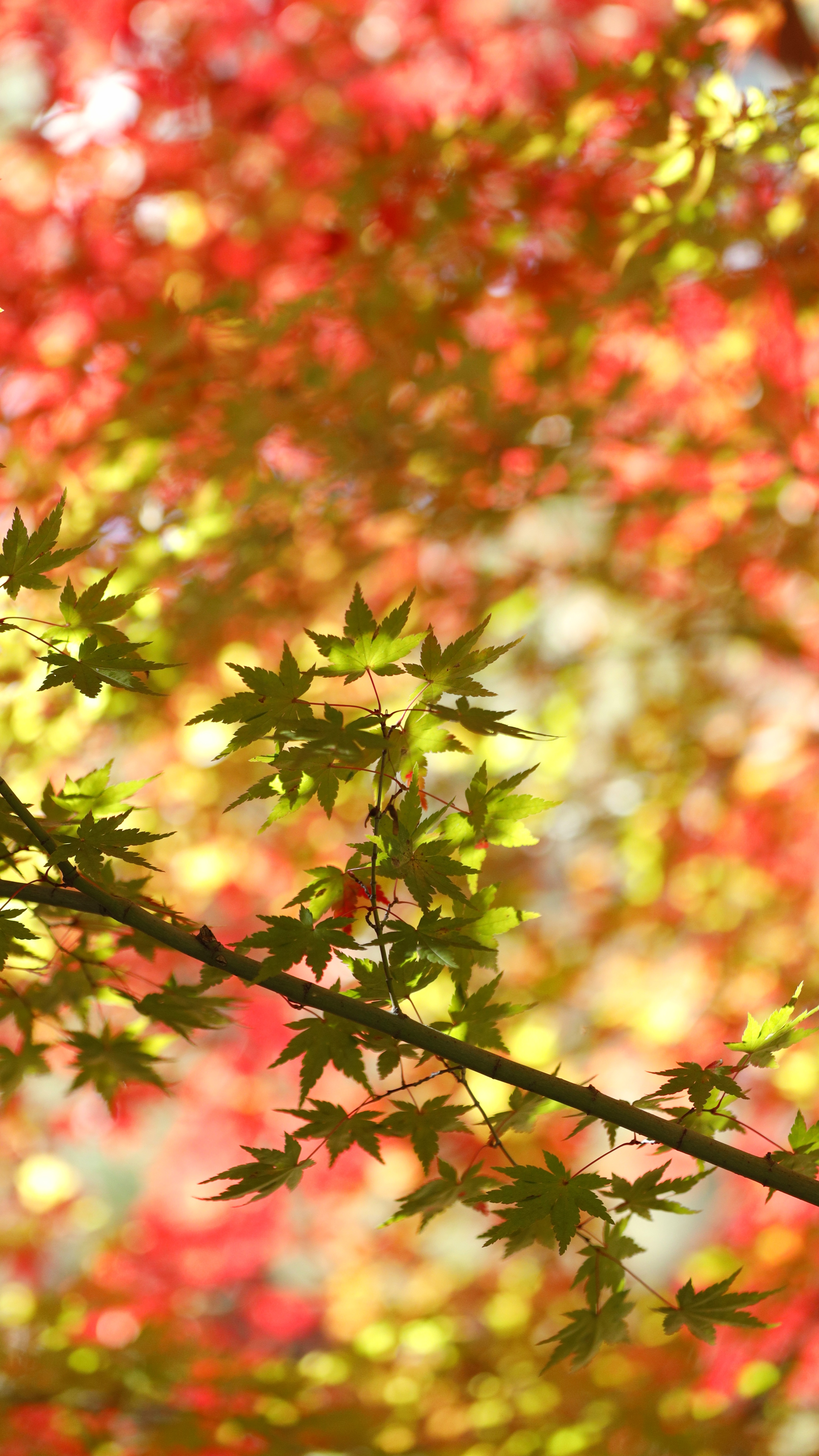 大宮公園にて、「絡み合う紅葉が生む色彩のハーモニー」と感じた写真です。