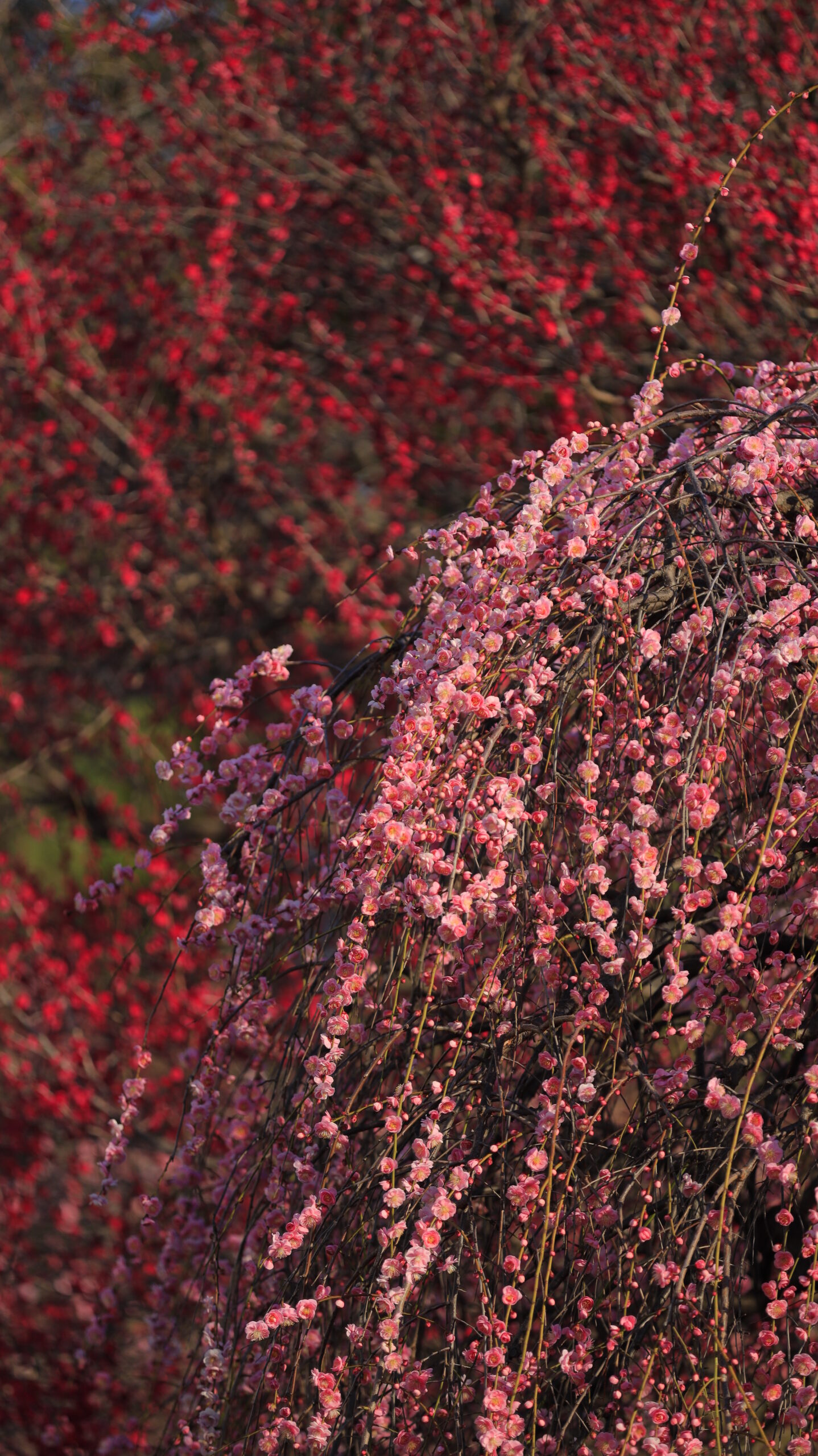 亀戸天神で、濃い赤梅と淡いピンクの枝垂れ梅が折り重なる色彩の重なり