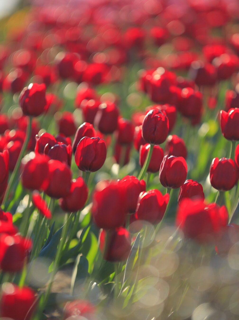 きらきらアイスチューリップ