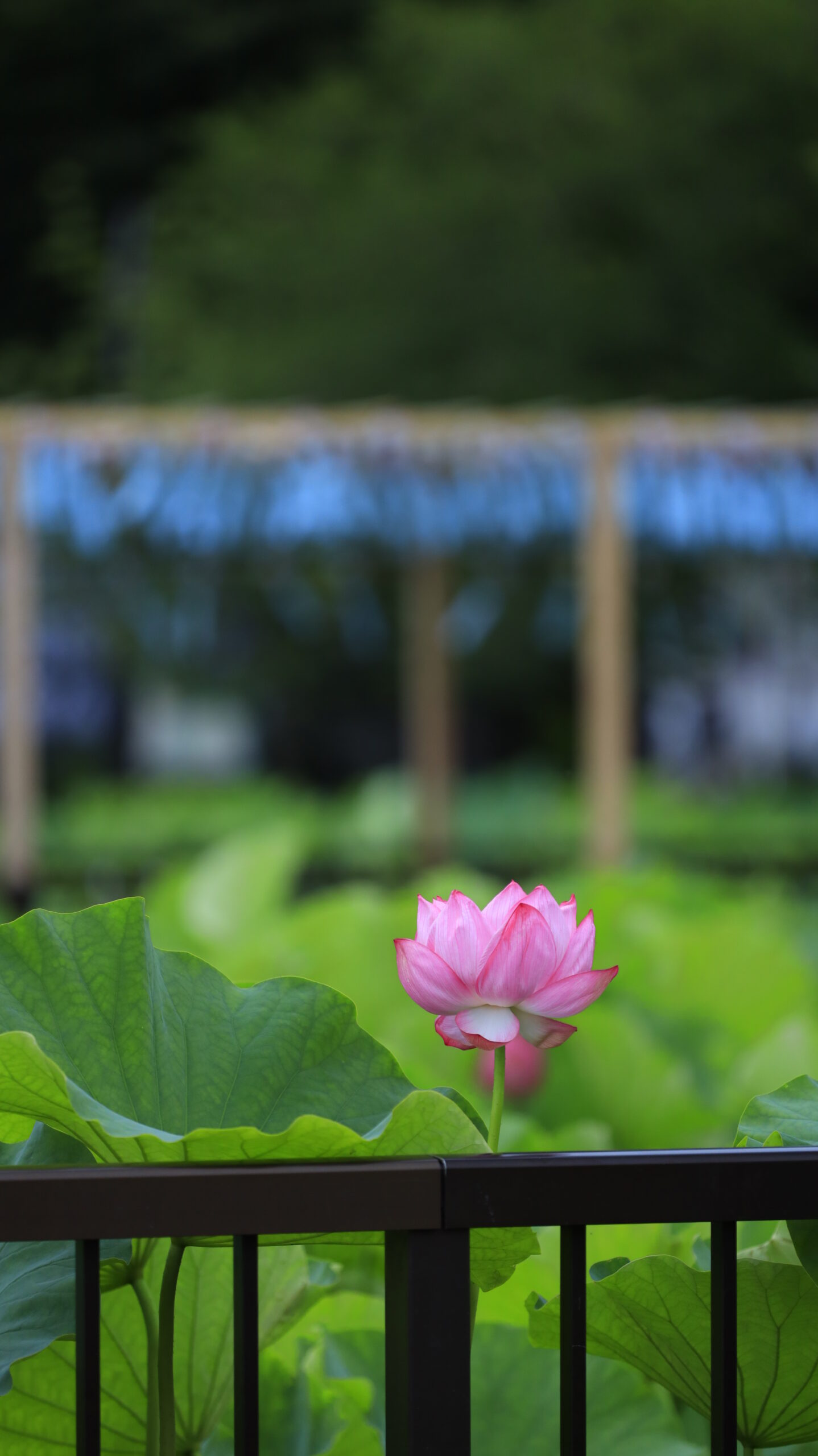 不忍池の早朝、咲き始めた美しい蓮の花と奥に飾られた涼しげな風鈴