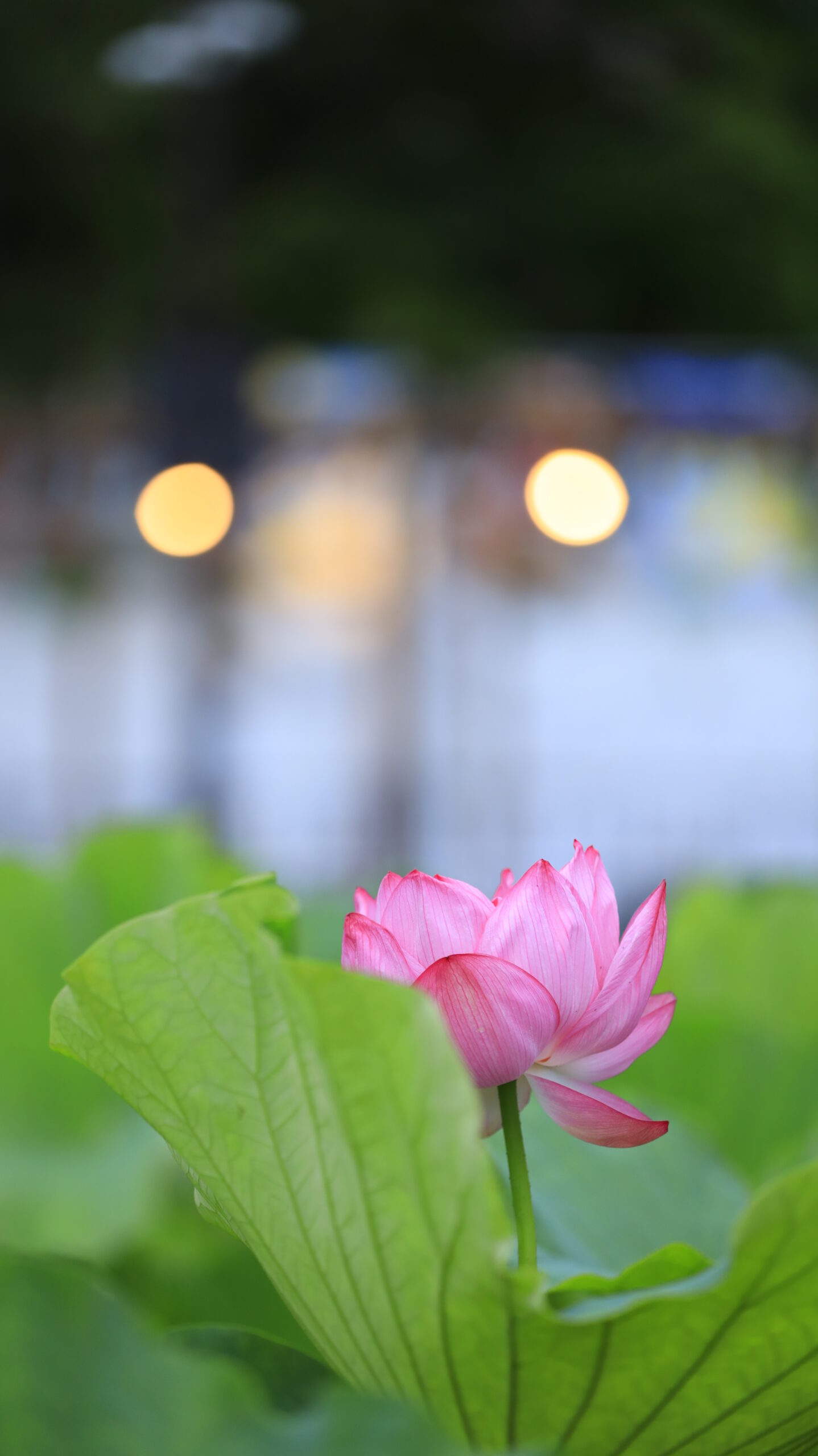 不忍池で咲く蓮の花と、背景の露店のライトを柔らかくぼかした風景