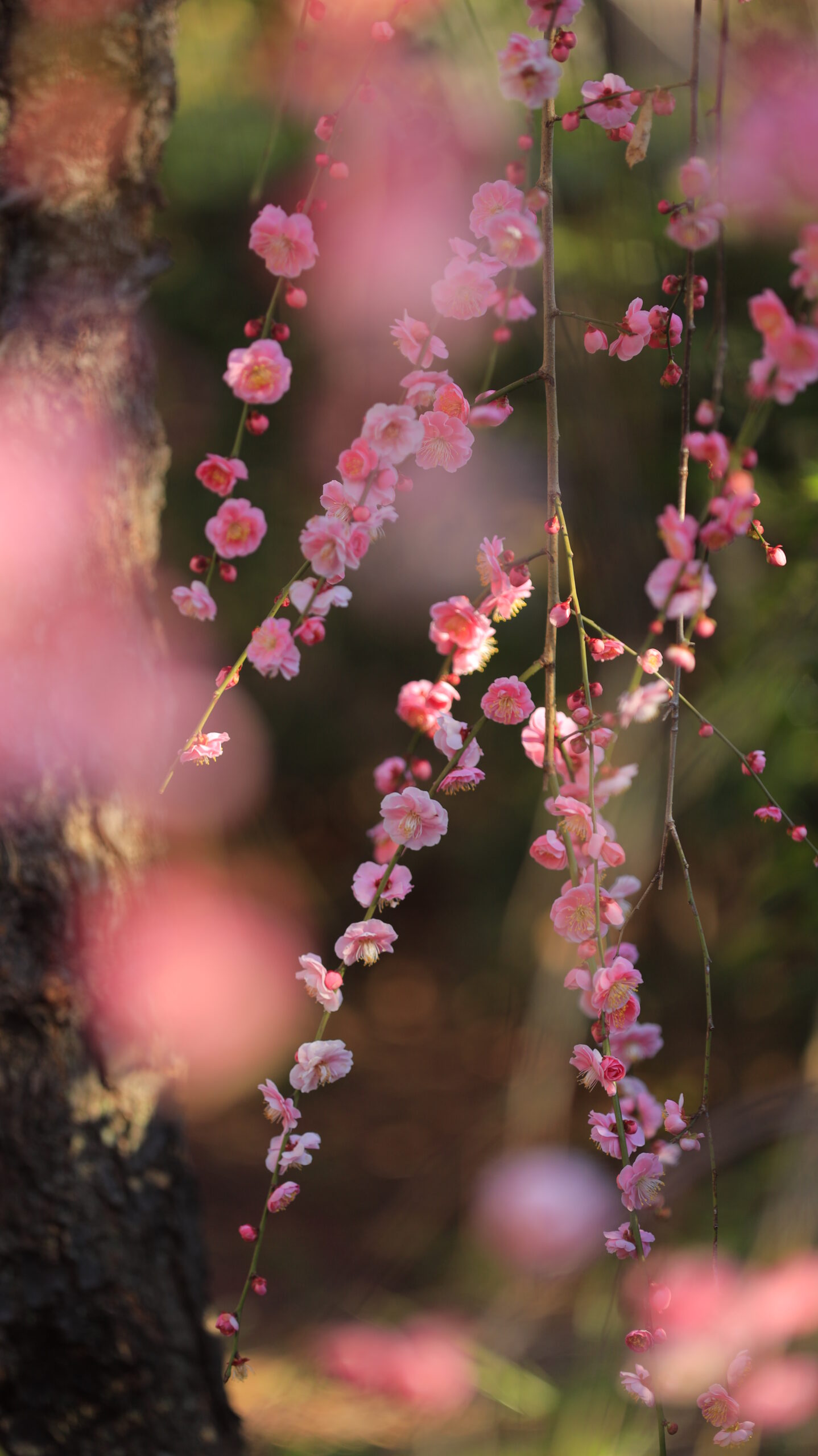 亀戸天神で、明るめ設定で形の綺麗な梅の枝をふわっと柔らかく写した一枚
