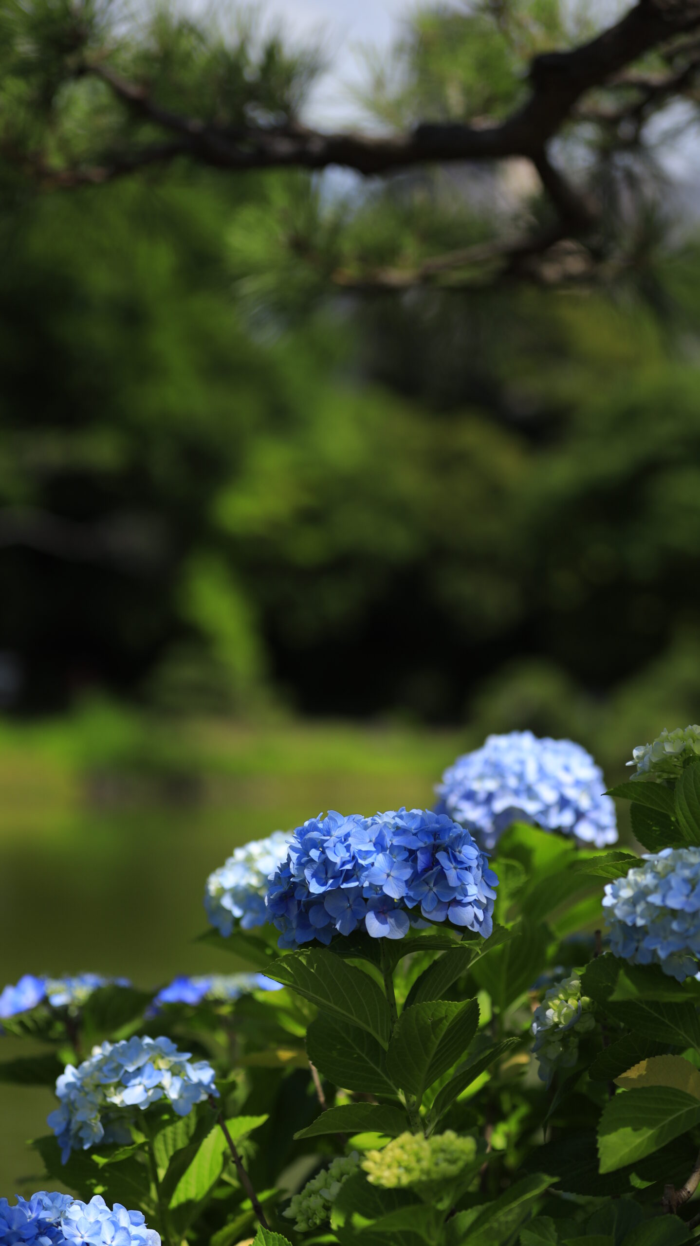 清澄庭園の池のほとりに咲く咲き始めの青い紫陽花