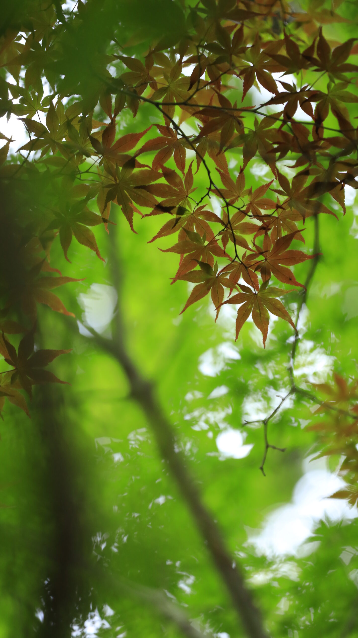 相模原公園で、うっすら赤く色づき始めたもみじを下から見上げて撮影