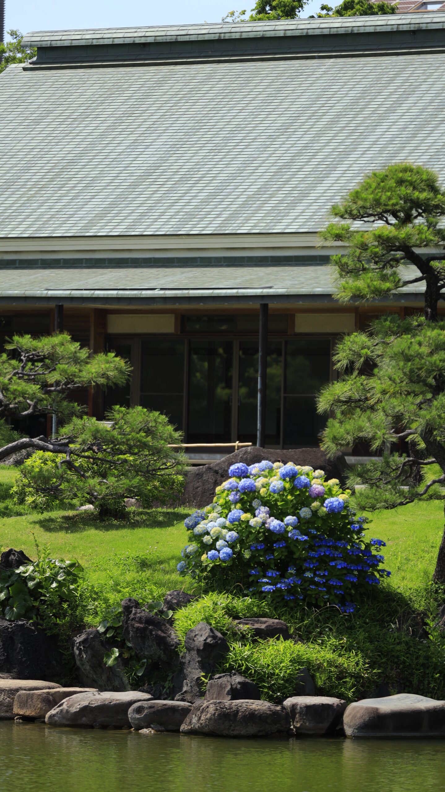 清澄庭園の池の対岸から見る咲き始めの紫陽花