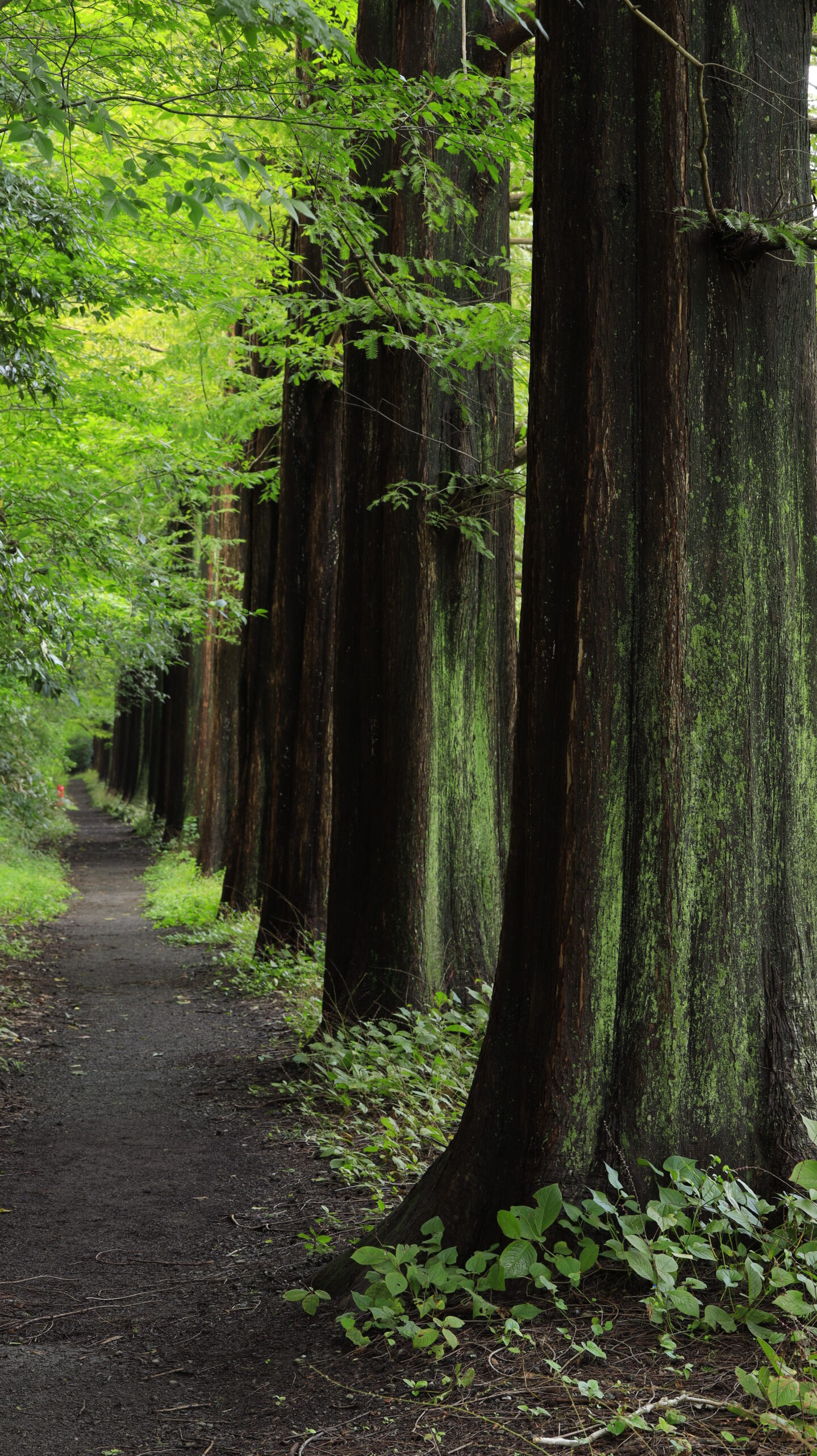 相模原公園で、紅葉前のメタセコイア並木を三脚で奥行きを意識して撮影
