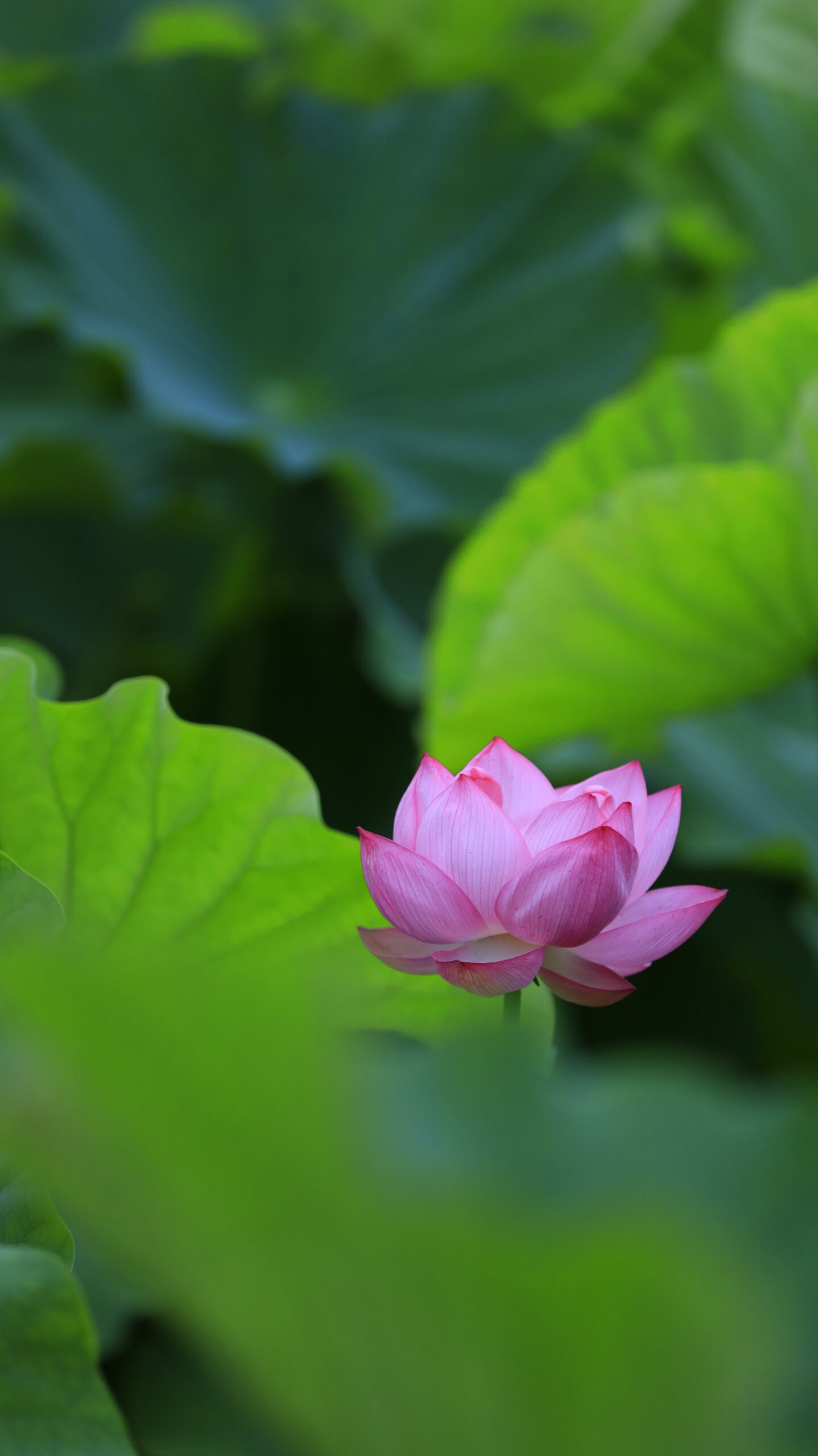 不忍池の蓮池に少し寂しそうに佇む一輪の蓮の花