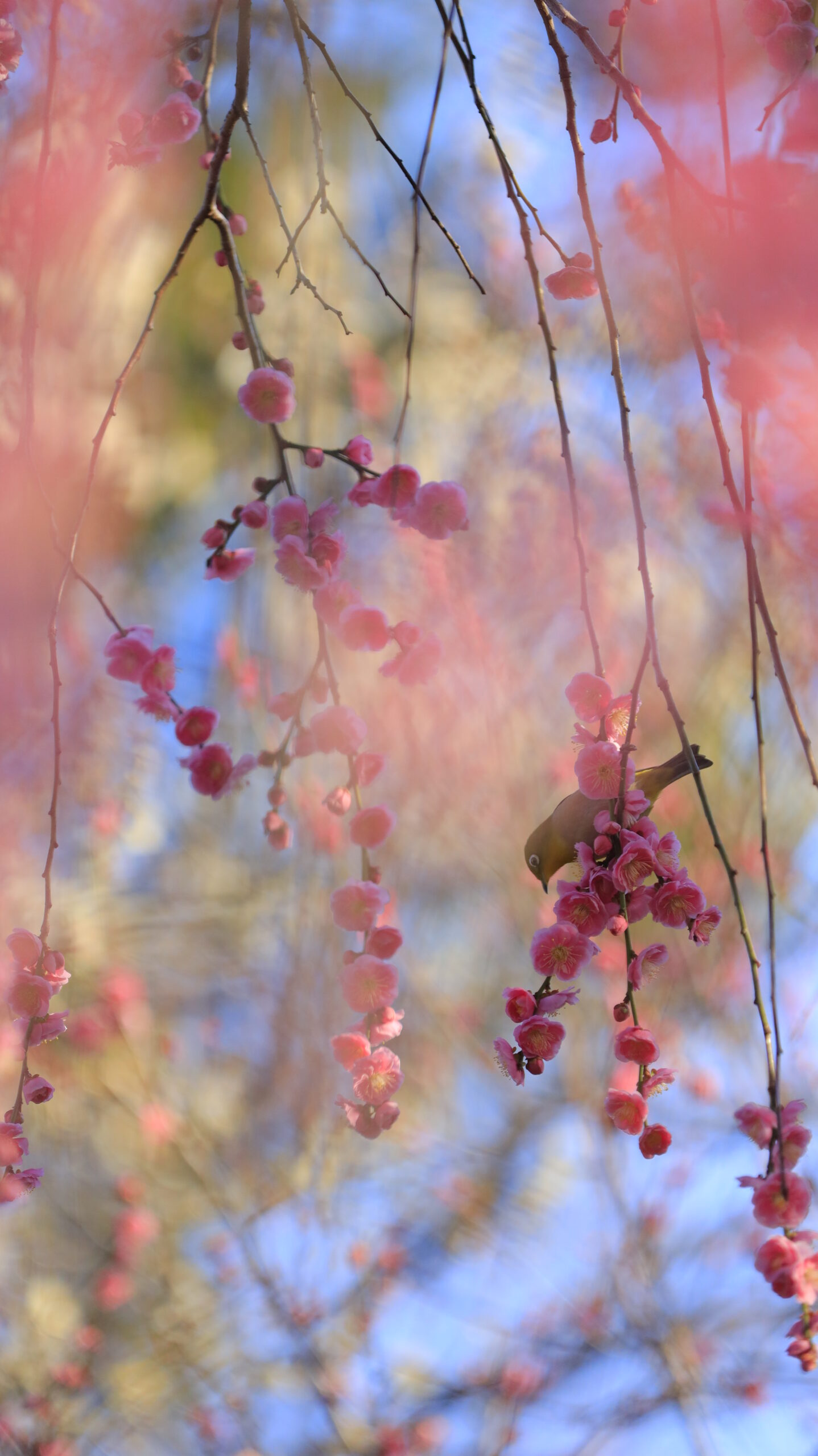 亀戸天神で、枝垂れ梅に訪れたメジロを柔らかい描写で捉えた春らしい野鳥写真
