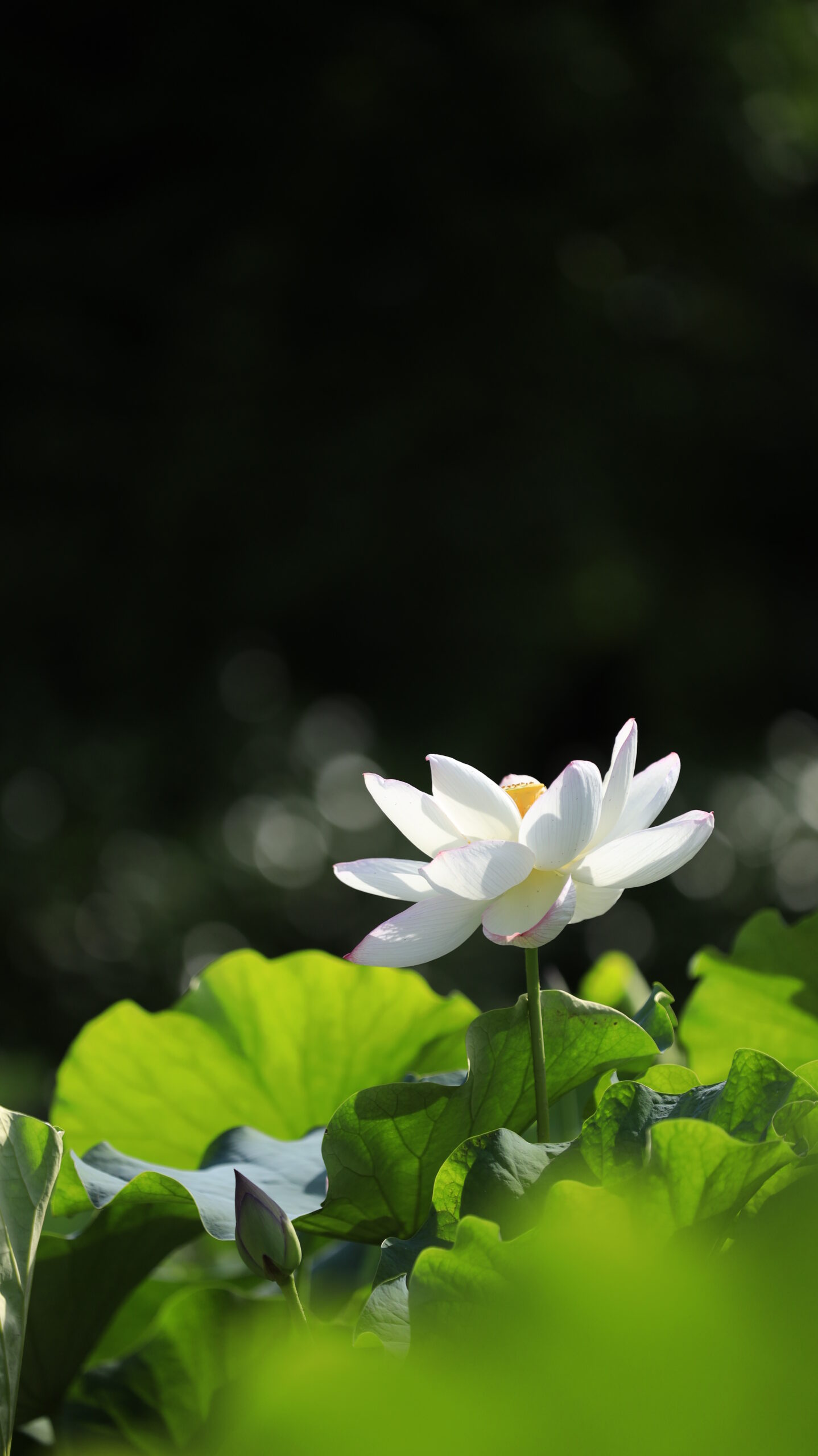 大船フラワーセンターで光を受けて輝く白い蓮の花を横から捉えた風景