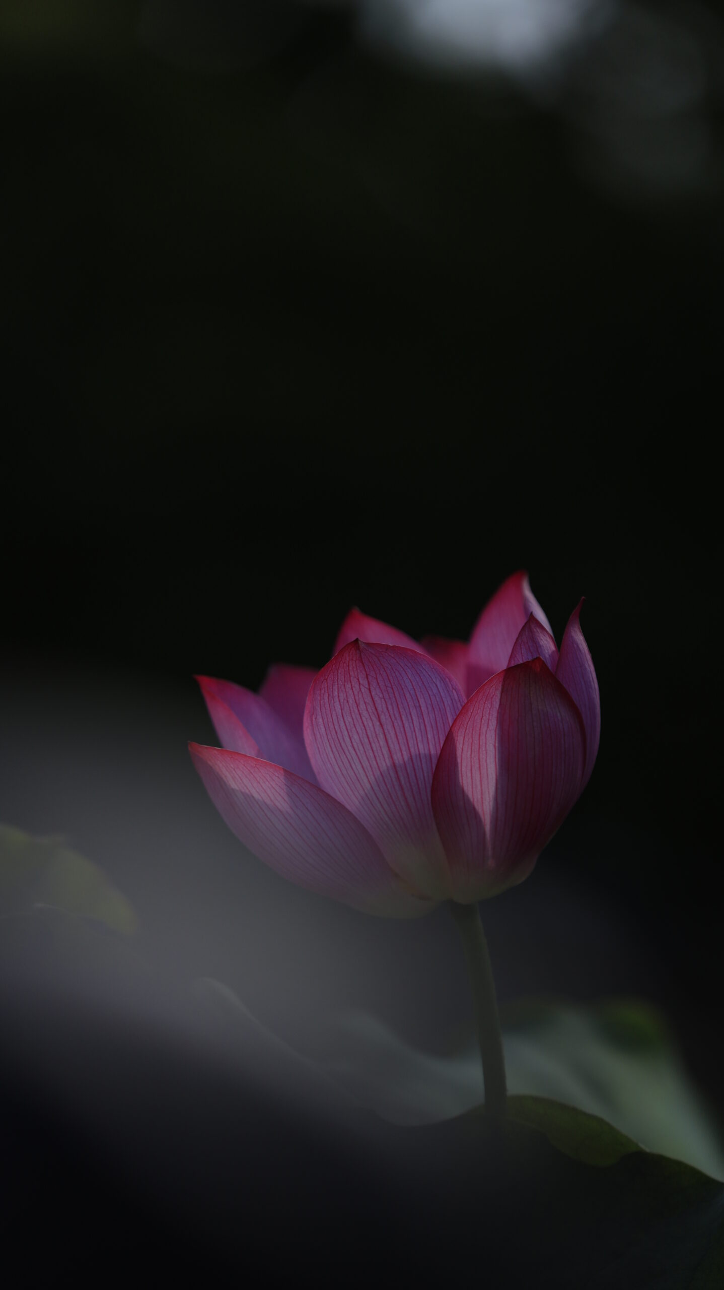 大船フラワーセンターで暗いトーンの中にうっすらと光る蓮の花