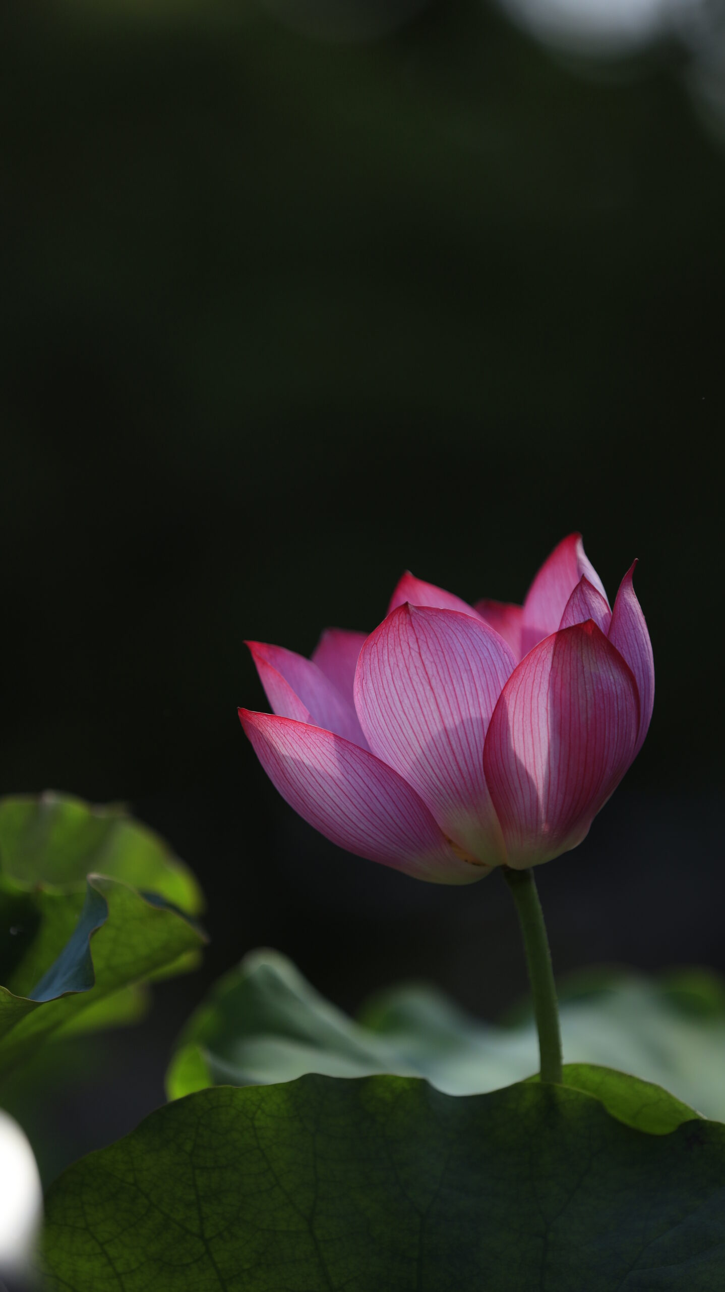 大船フラワーセンターで暗い雰囲気を残しながら少し明るめに捉えた蓮の花
