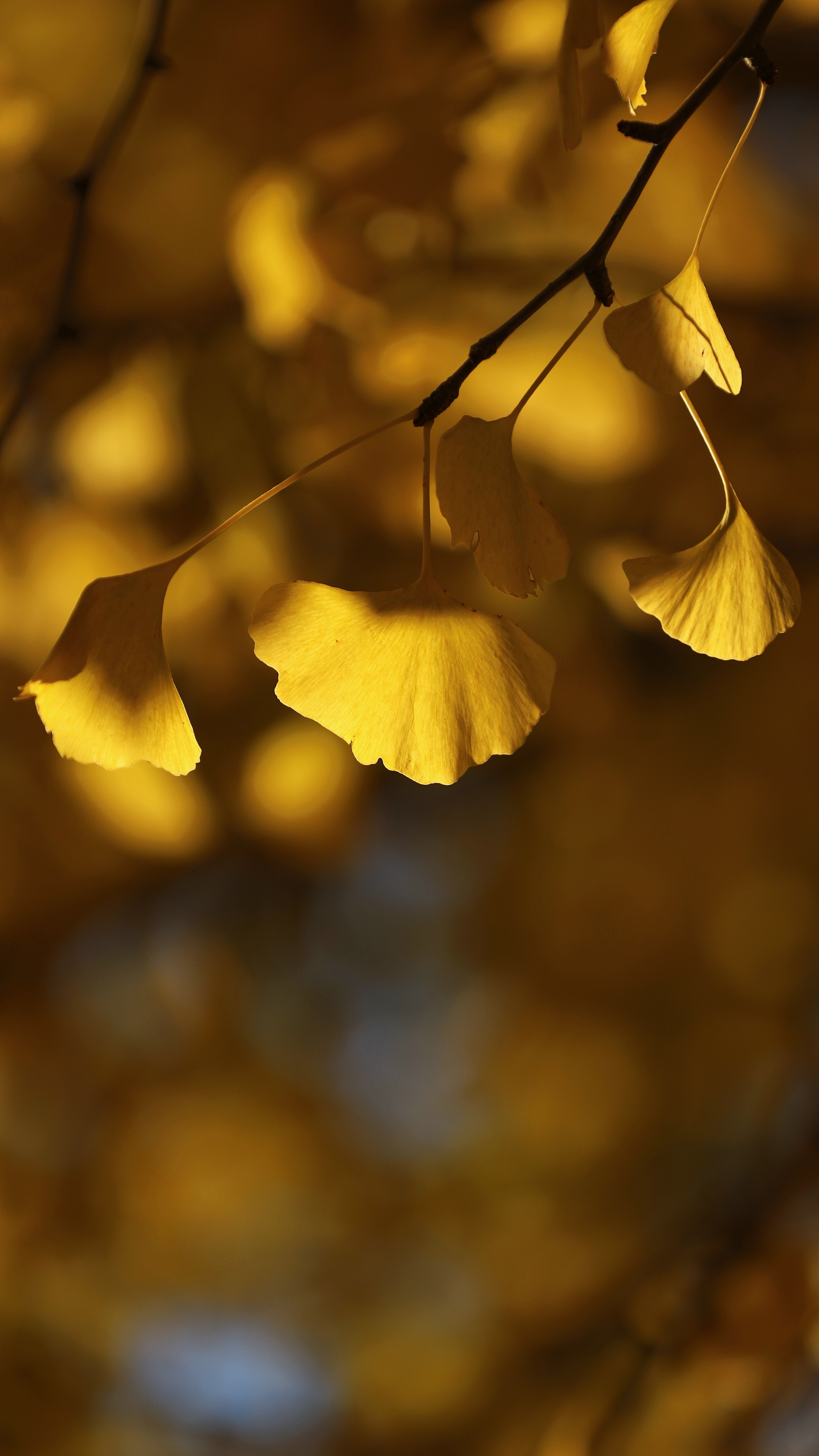 水元公園にて、「銀杏の紅葉に差し込む朝日の光」と感じた写真です。