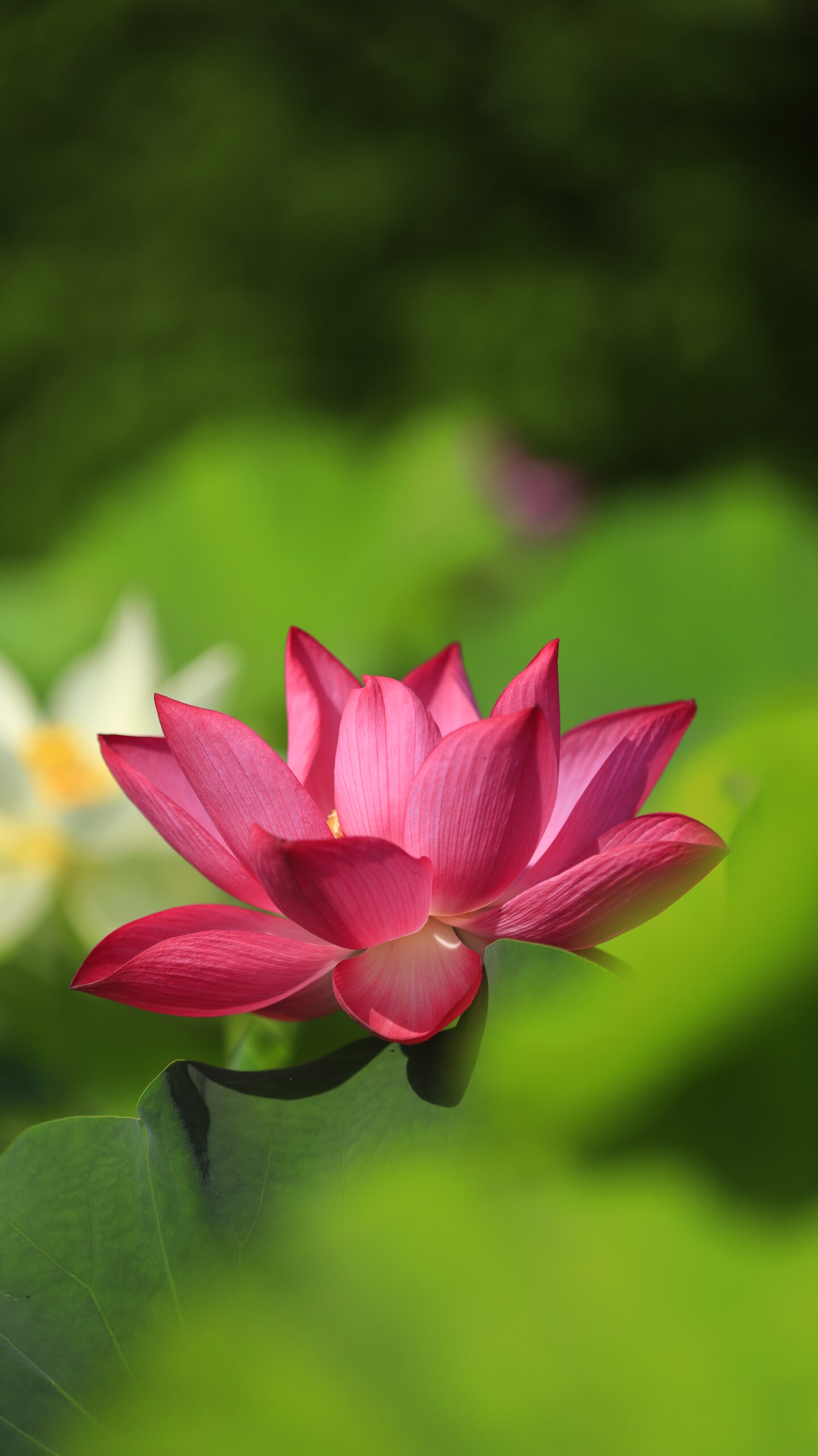 大船フラワーセンターで濃いピンク色の蓮の花にピントを合わせたクローズアップ