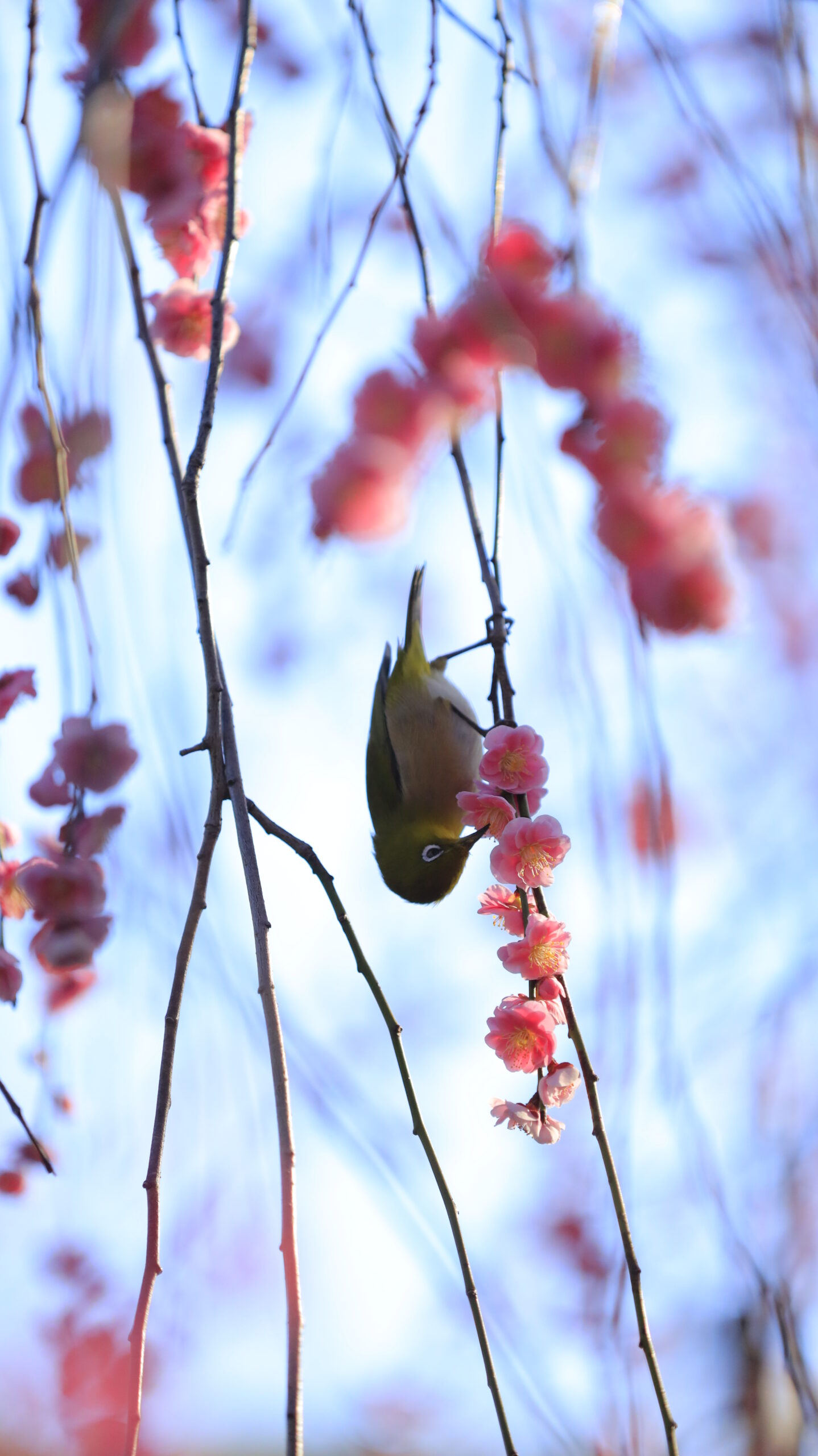 亀戸天神で、逆さまになって蜜を吸うメジロの躍動感ある瞬間を捉えた一枚