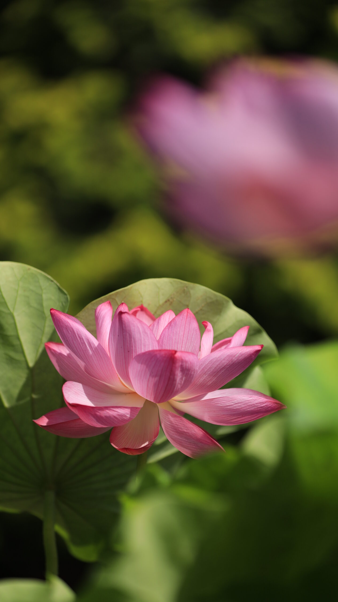 大船フラワーセンターで淡いピンク色の蓮の花を横から捉えた風景