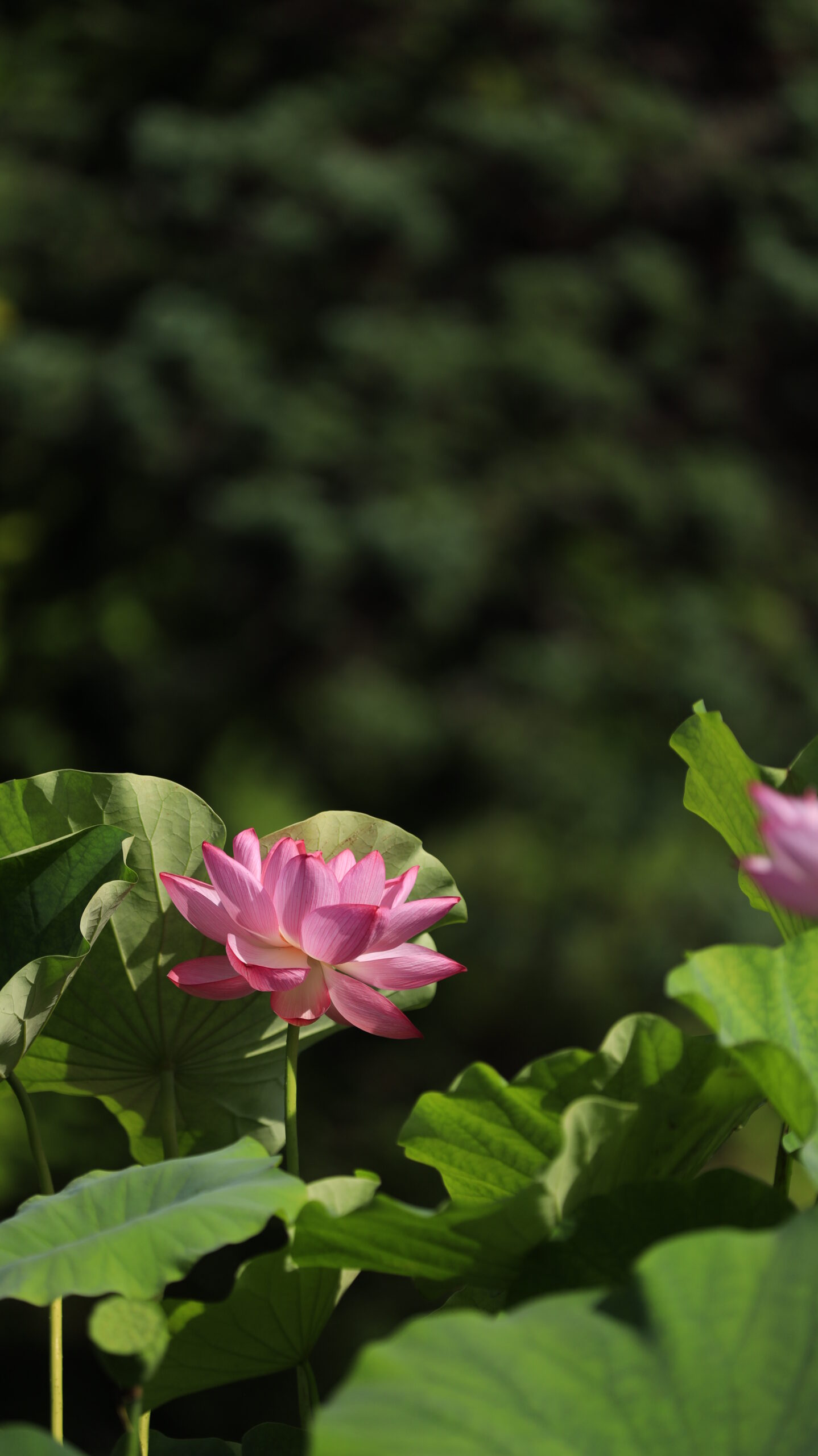 大船フラワーセンターの緑の蓮池に咲く綺麗な蓮の花を少し離れた場所から撮影