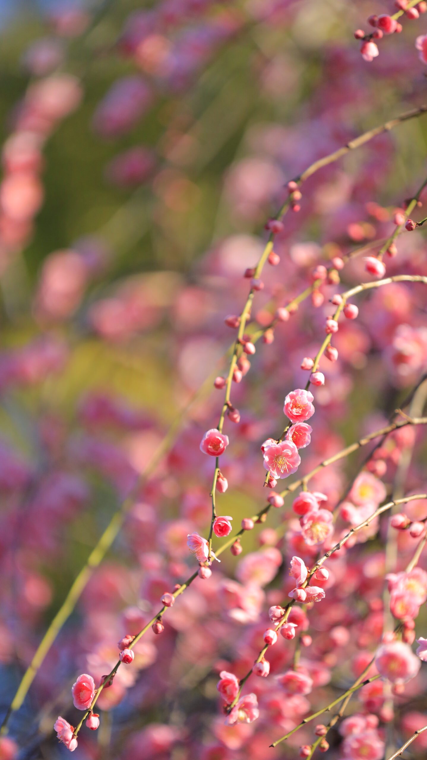 亀戸天神で、太陽光で明るく輝く枝垂れ梅の花びらの透明感を写した写真