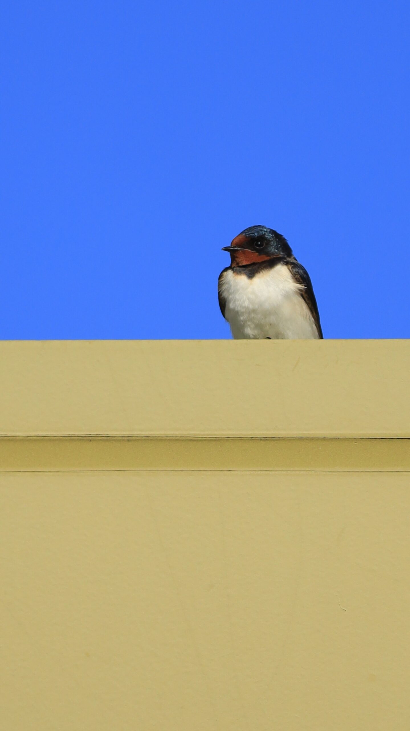 Swallow chicks and blue sky on the roof of Akagi Kogen SA