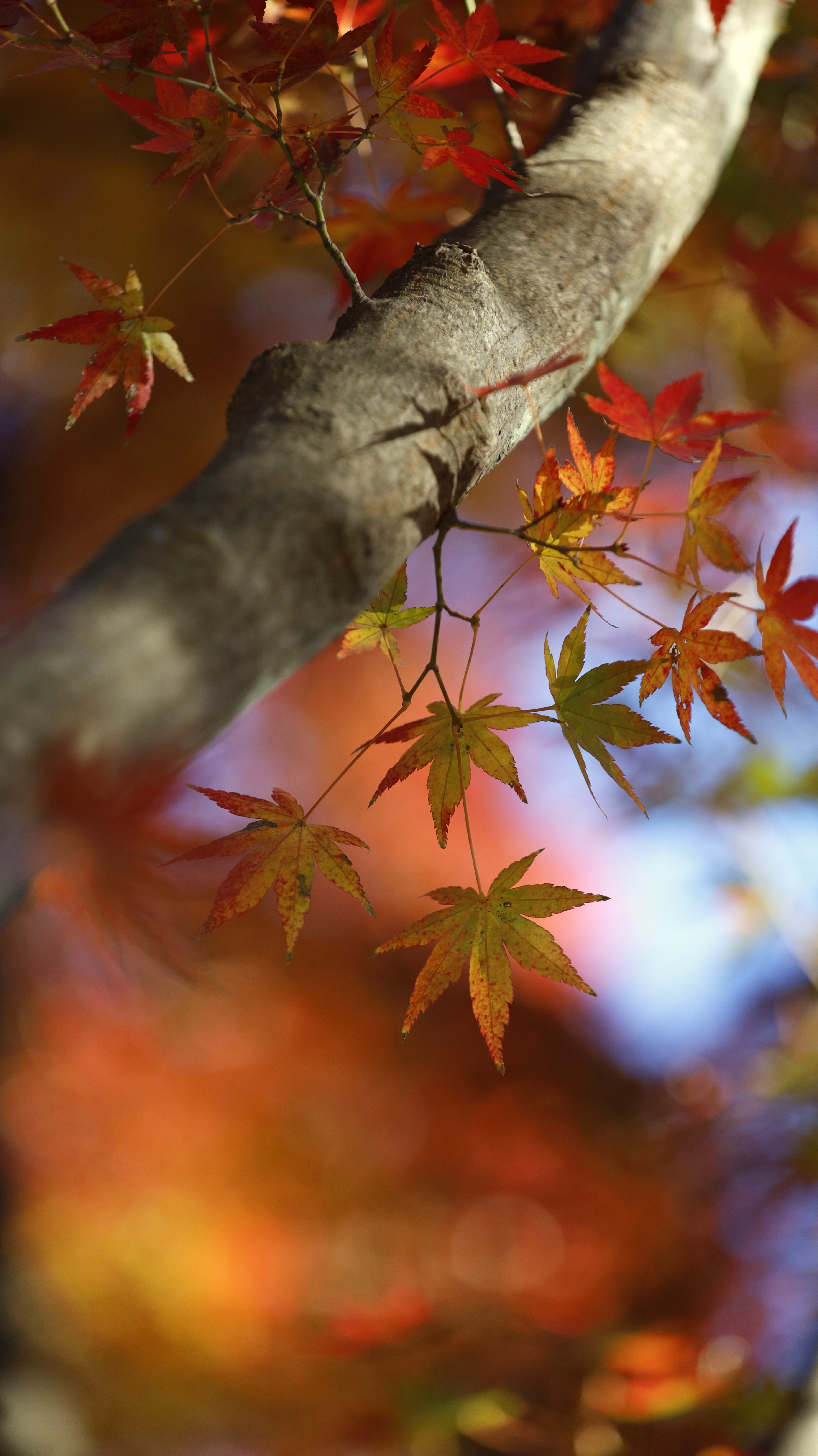 みさと公園にて、「静けさを感じるもみじの紅葉」と感じた写真です。