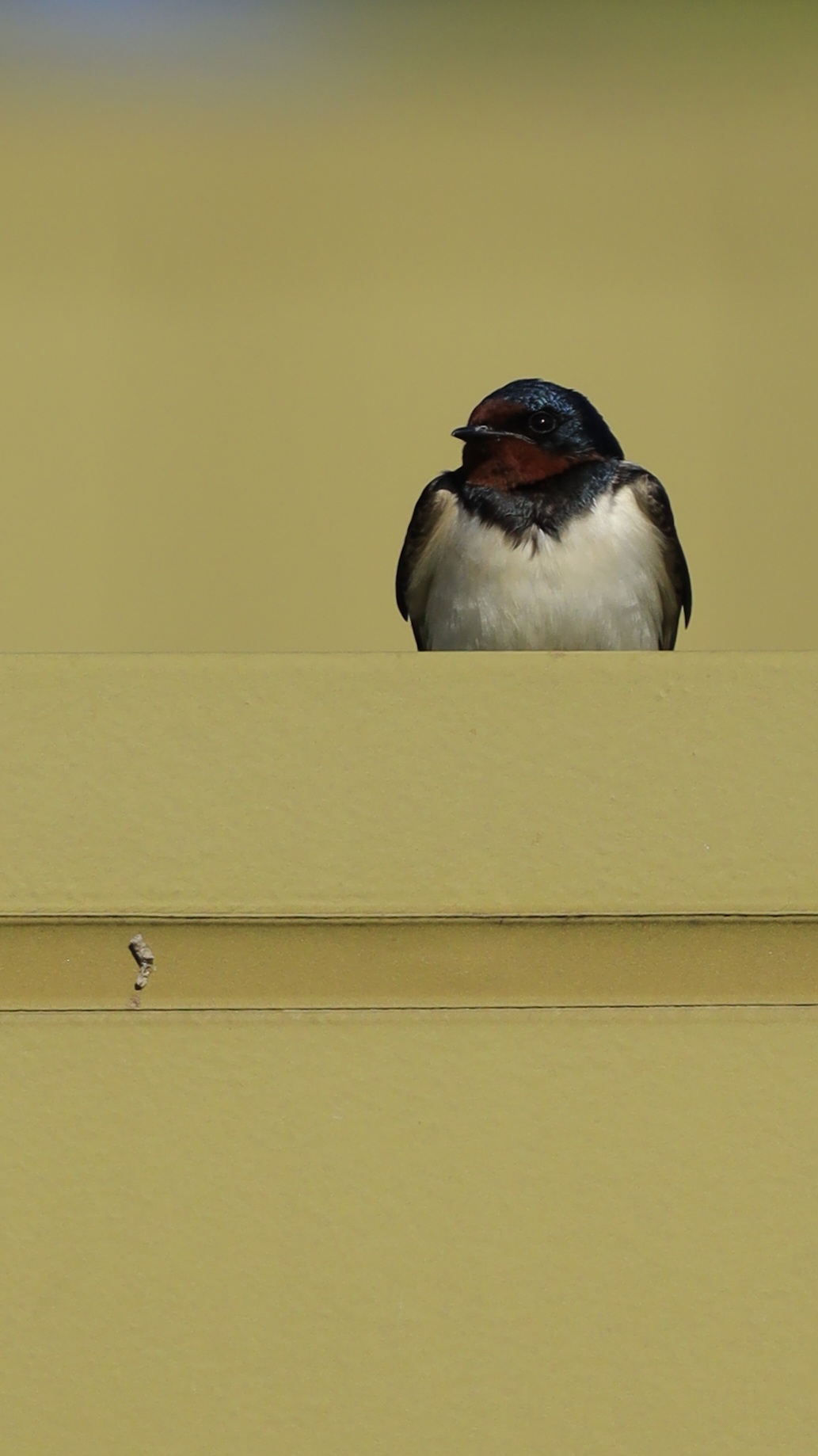 Swallow chicks turn sideways on the roof of Akagi Plateau SA