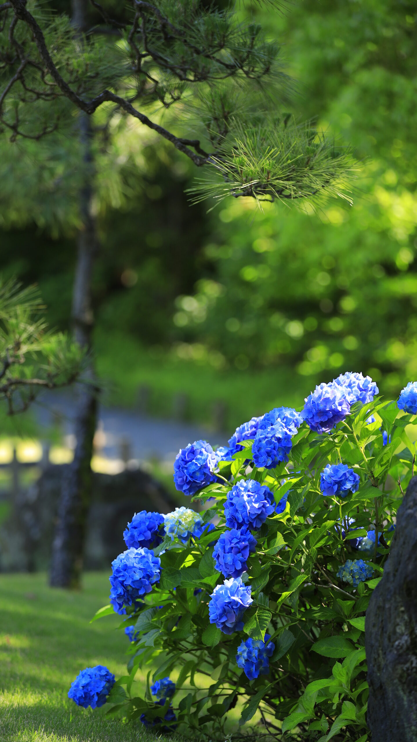 清澄庭園の緑を背景に光を受ける青い紫陽花