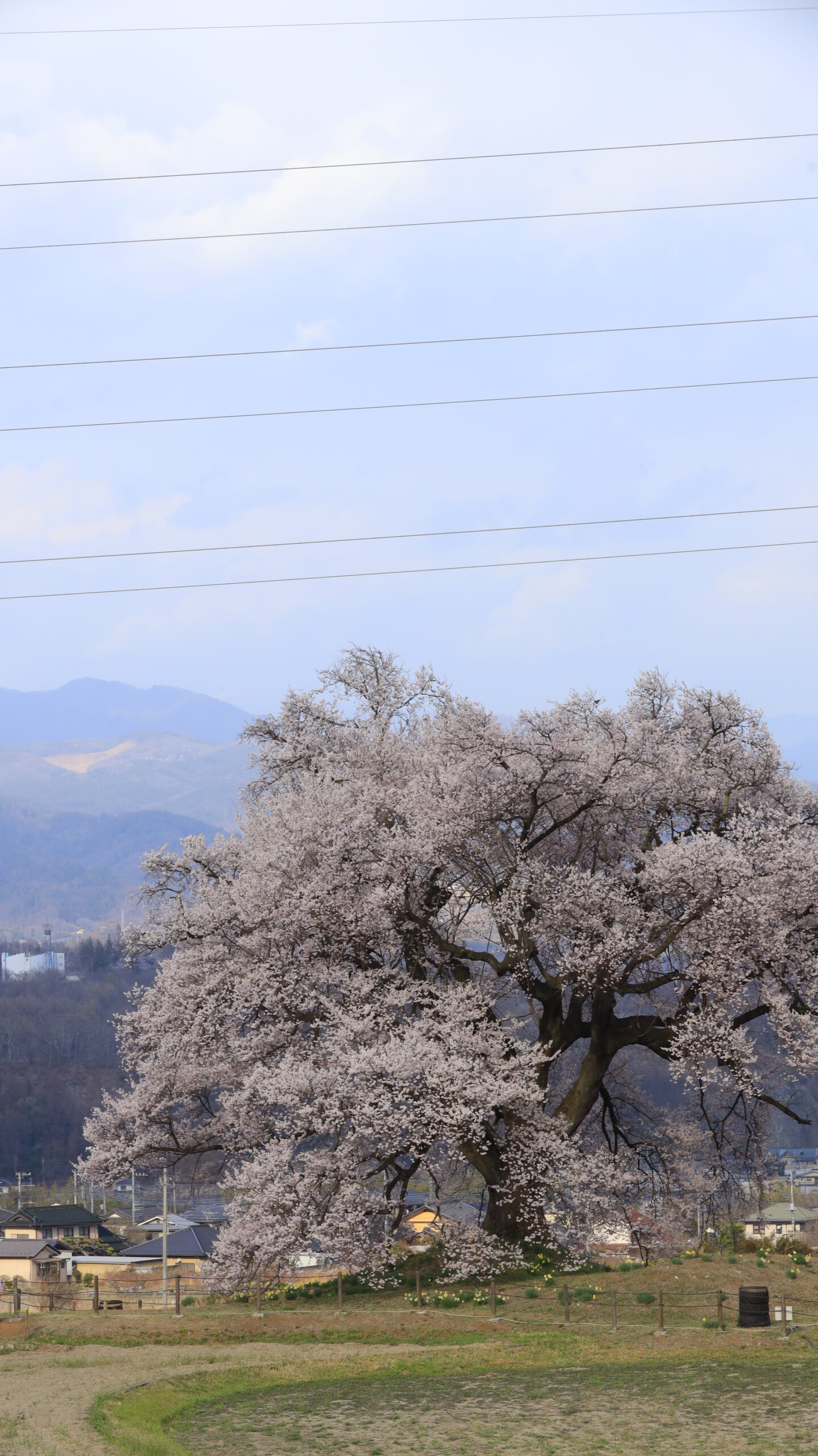 わに塚のサクラで大きな桜と背景の山を組み合わせたスケール感ある風景