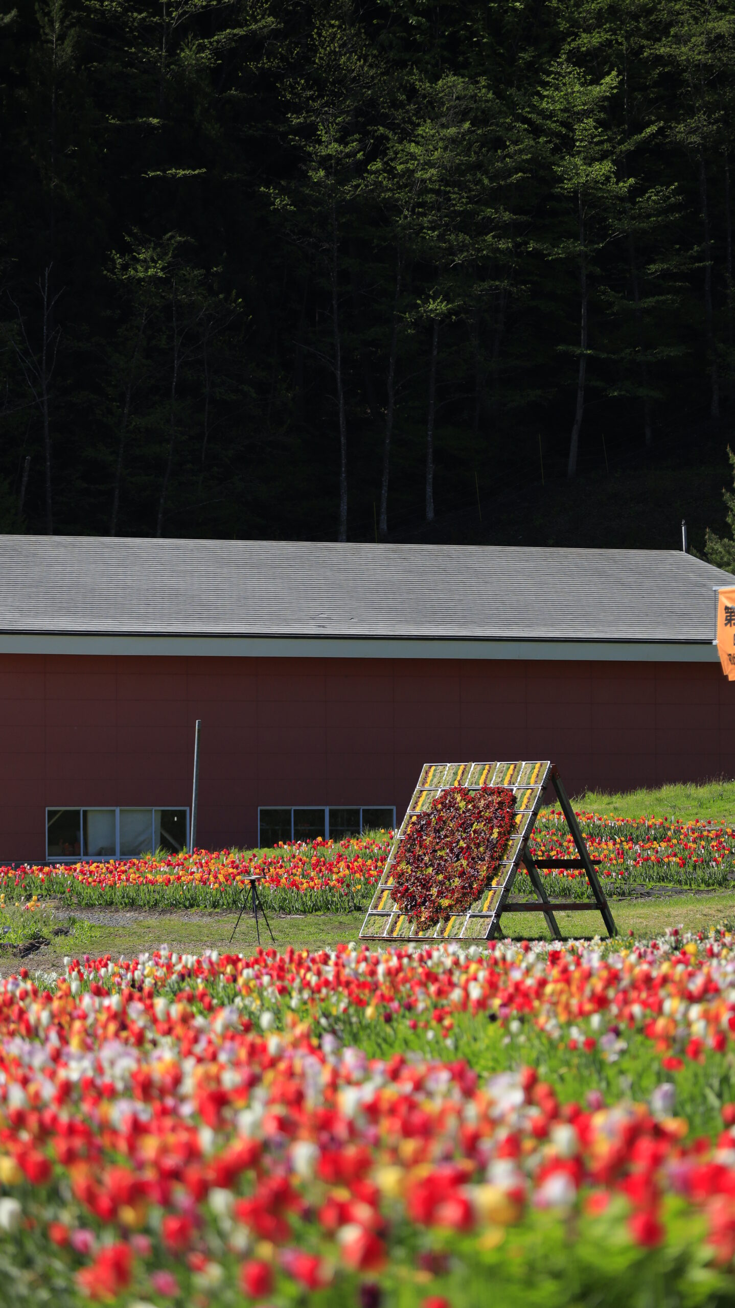 Tulip fields in full bloom and garden objects at Norn Minakami Flower Garden