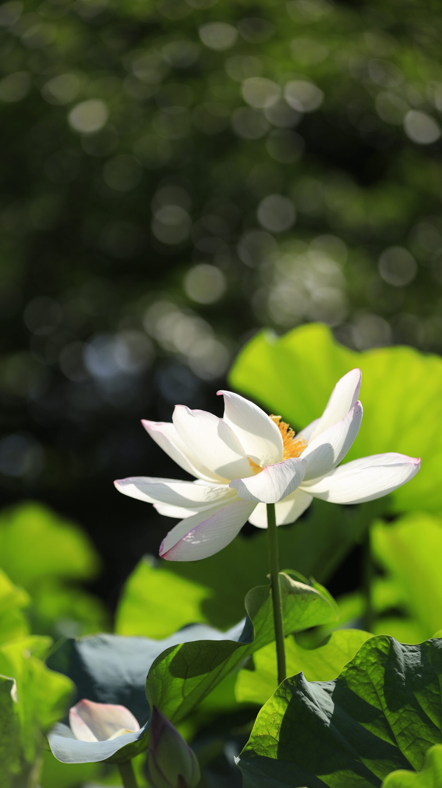 大船フラワーセンターで清らかな白い蓮の花を横から捉えた風景