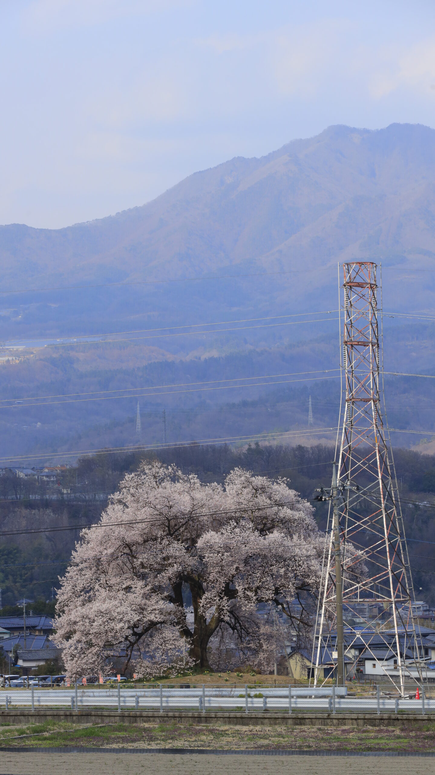 わに塚のサクラで桜と鉄塔の対比を印象的に捉えた構図