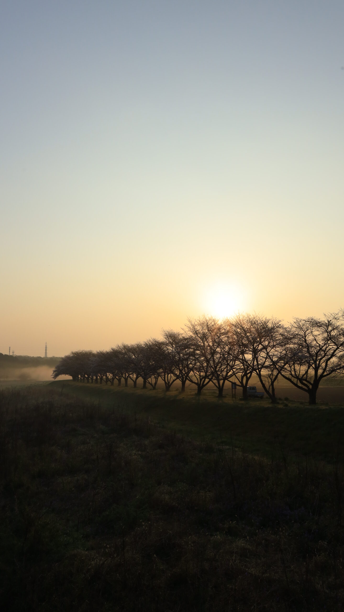 都幾川桜堤で早朝の靄とともに桜並木を幻想的に捉えた風景