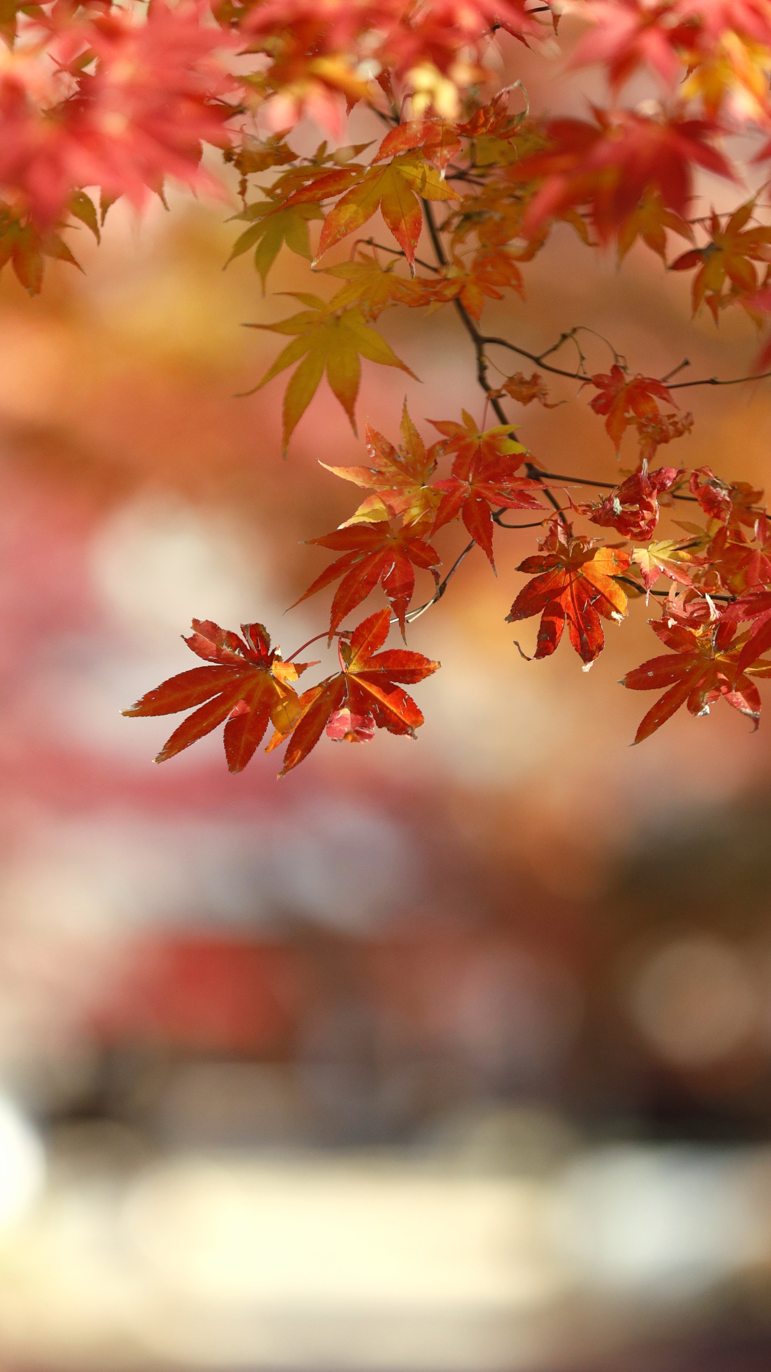 興禅院にて、「光が差し込む紅葉の参道の美しさ」と感じた写真です。