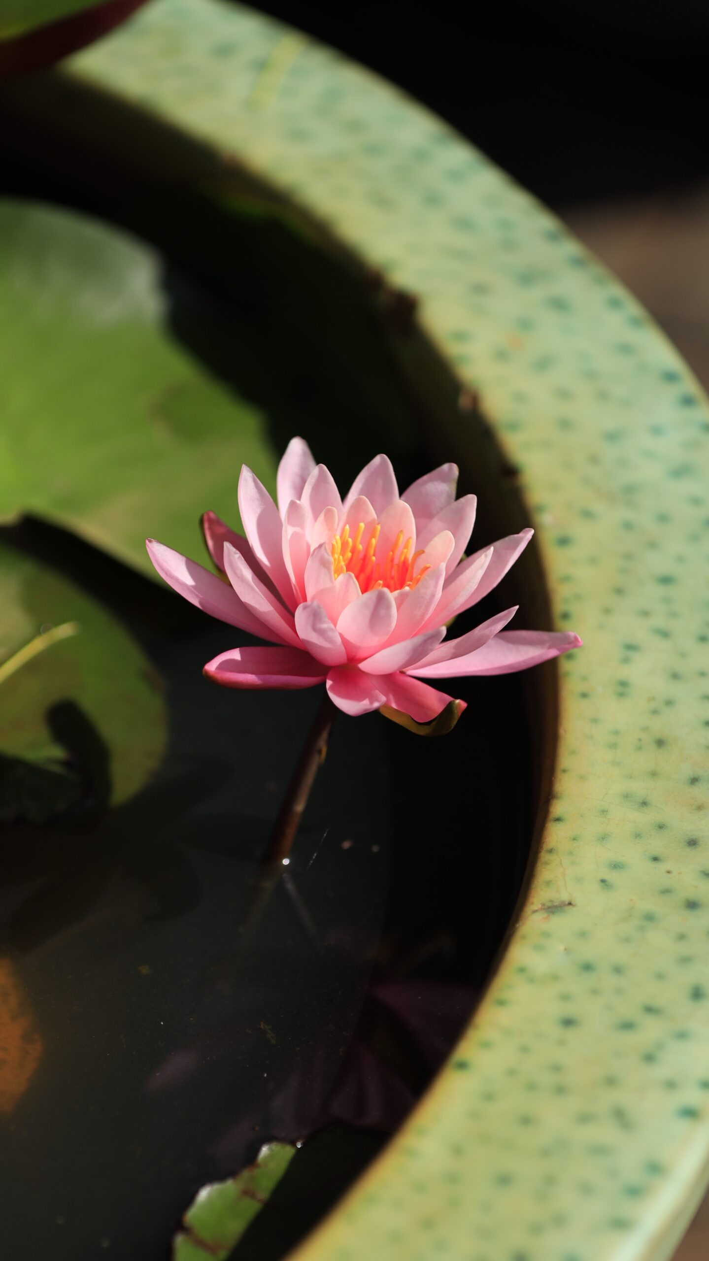大船フラワーセンターの大きな水鉢に咲くピンク色の睡蓮を斜め上から撮影