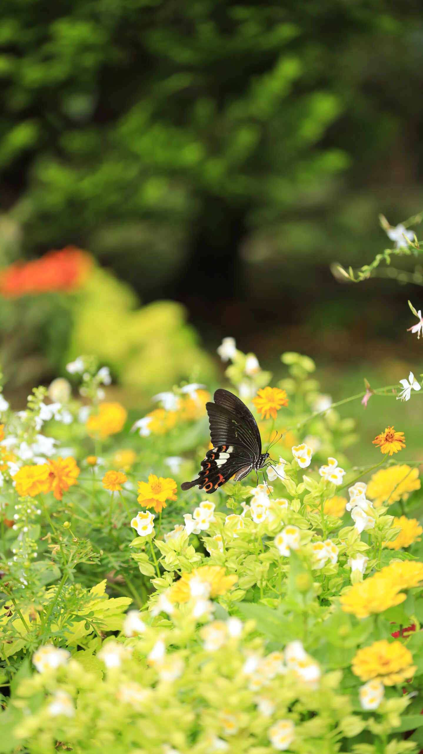 里山ガーデンで、色鮮やかな花にとまるクロアゲハを横から撮影