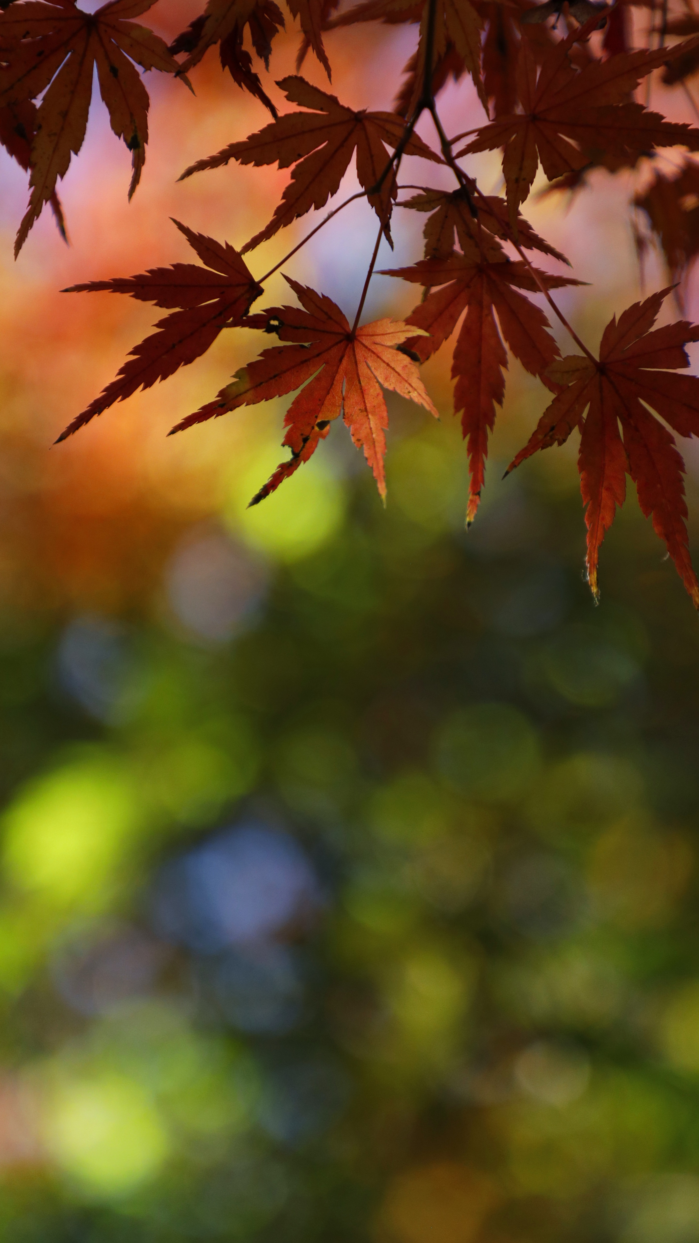 興禅院にて、「赤もみじと緑影の鮮やかな対比」と感じた写真です。