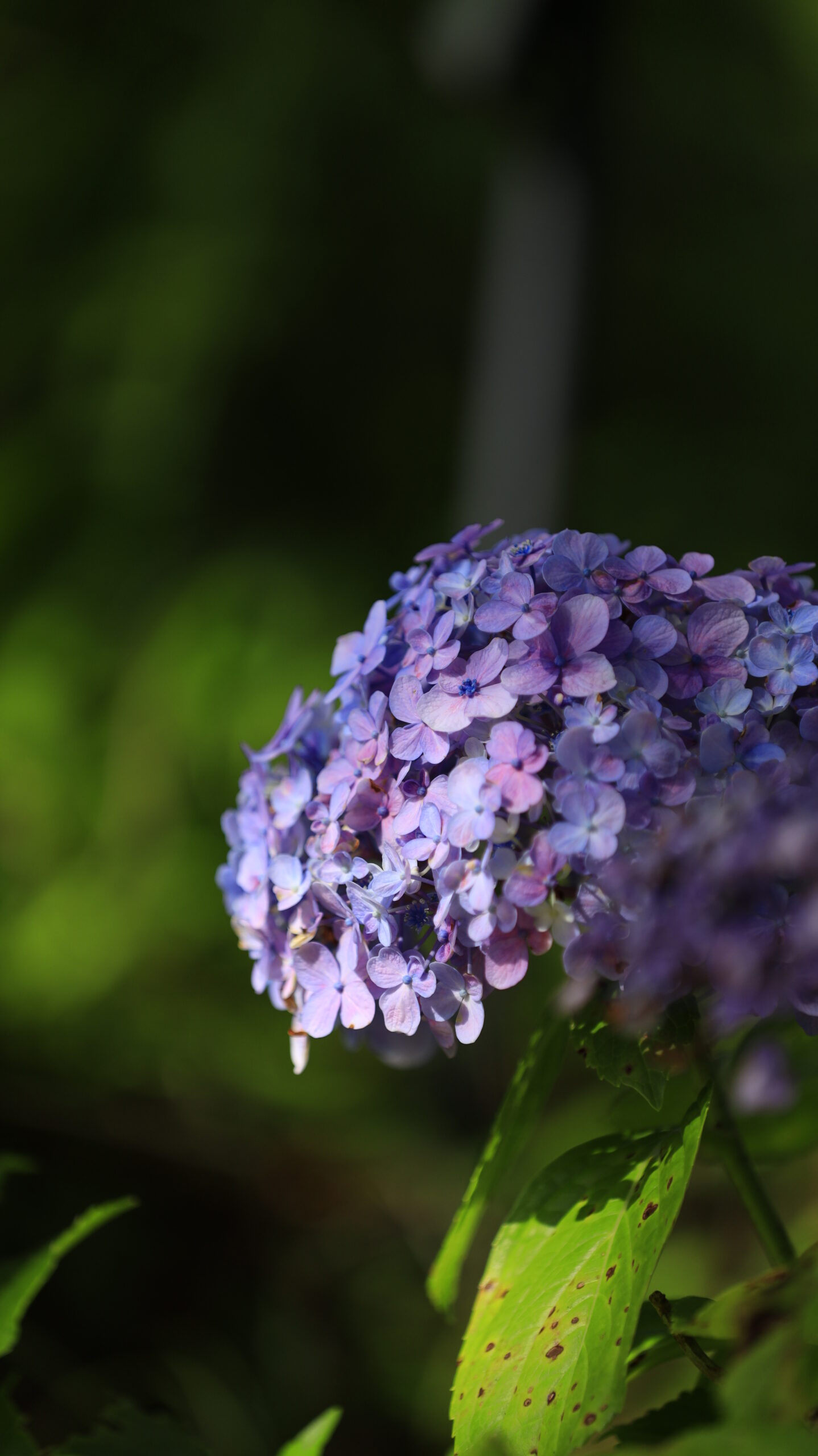 大船フラワーセンターで花の時期の終わりに咲き残っていた紫陽花のアップ