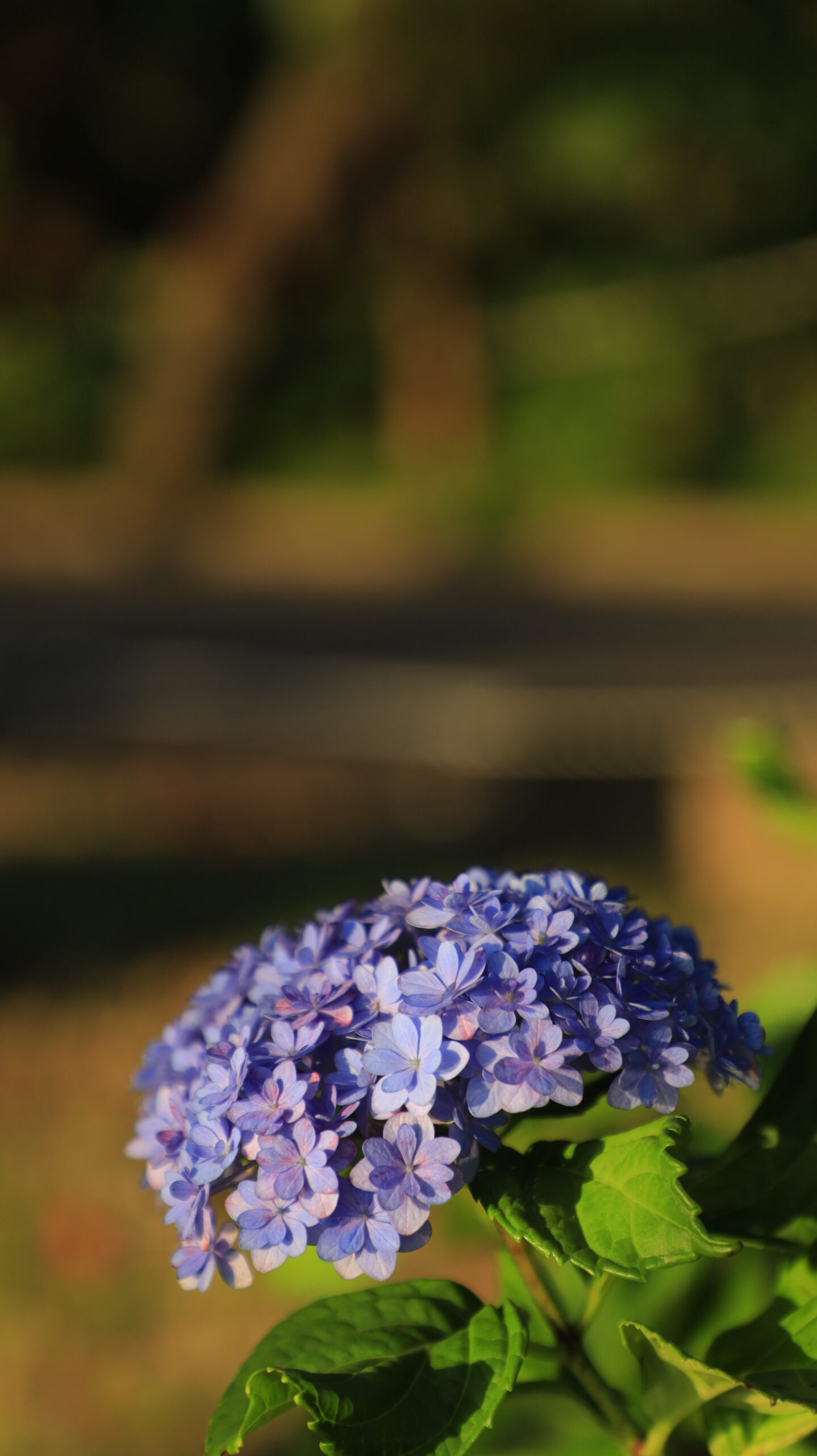 水元公園の光を浴びて輝く紫陽花