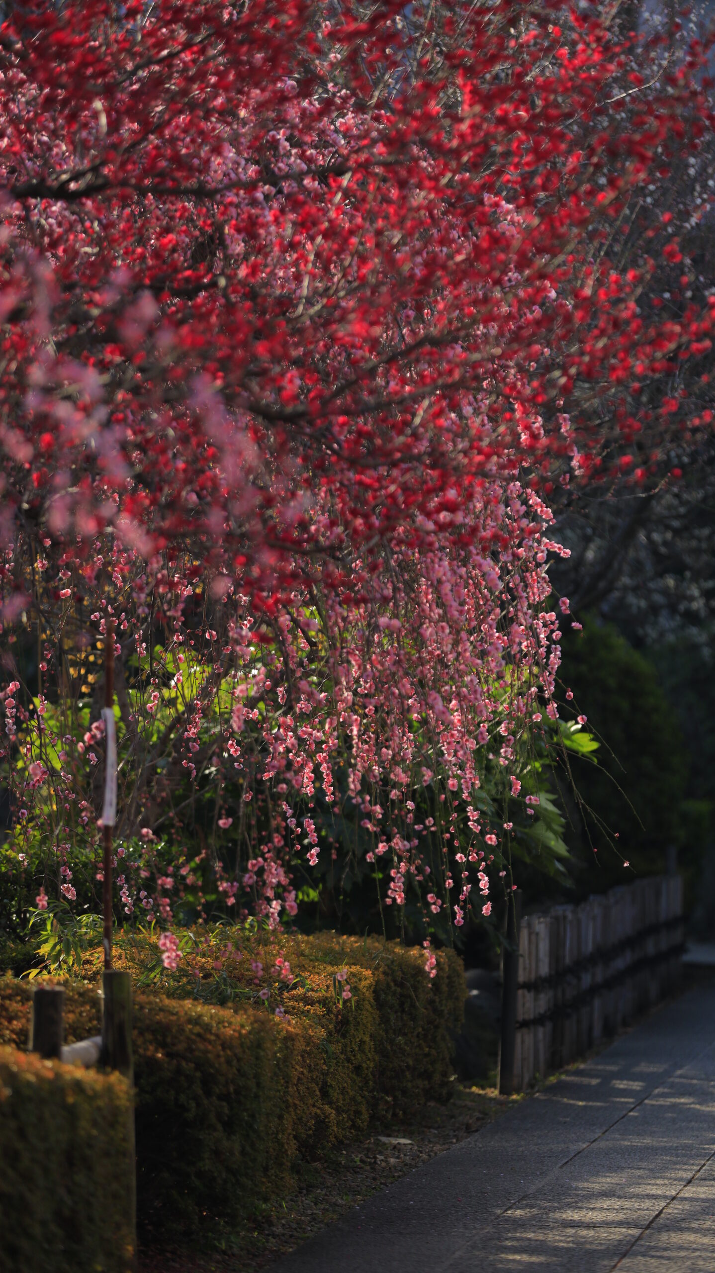 亀戸天神で、赤とピンクがカラフルに重なる枝垂れ梅を奥行きを意識して捉えた写真