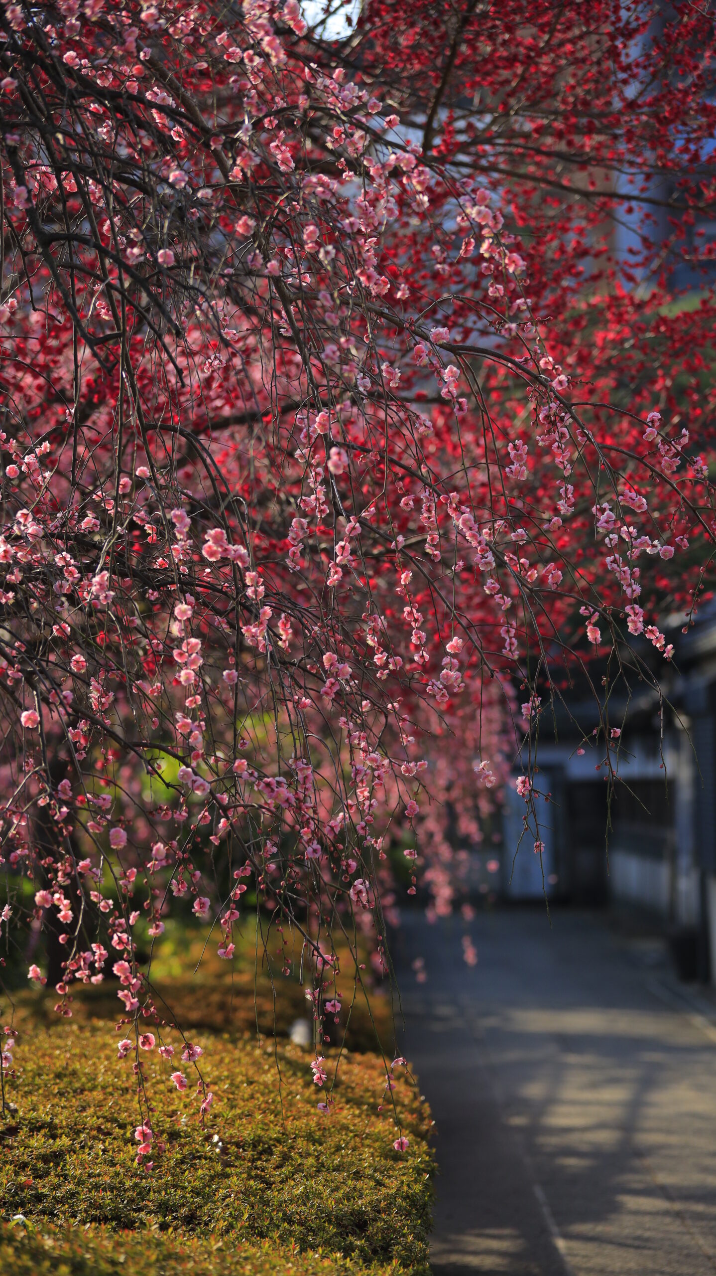 亀戸天神で、手前のピンクの枝垂れ梅にピントを合わせ奥の赤梅をぼかした立体感構図