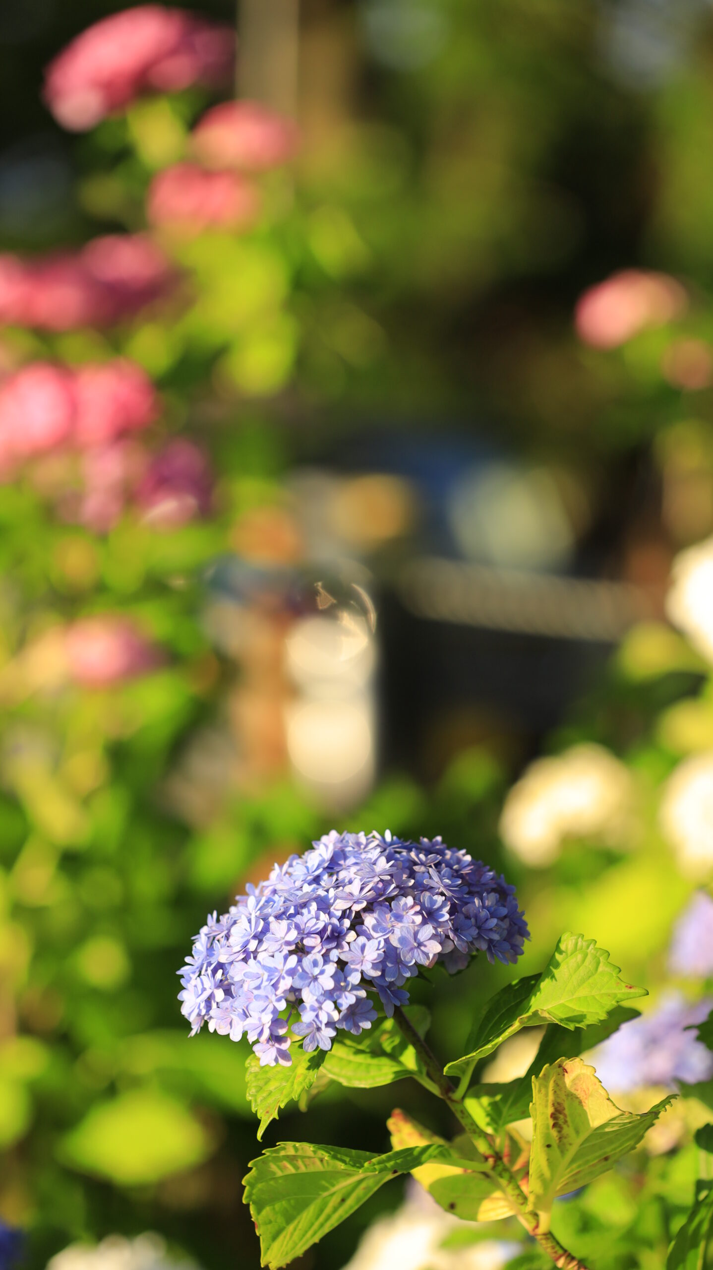 水元公園の丸くて青い綺麗な紫陽花