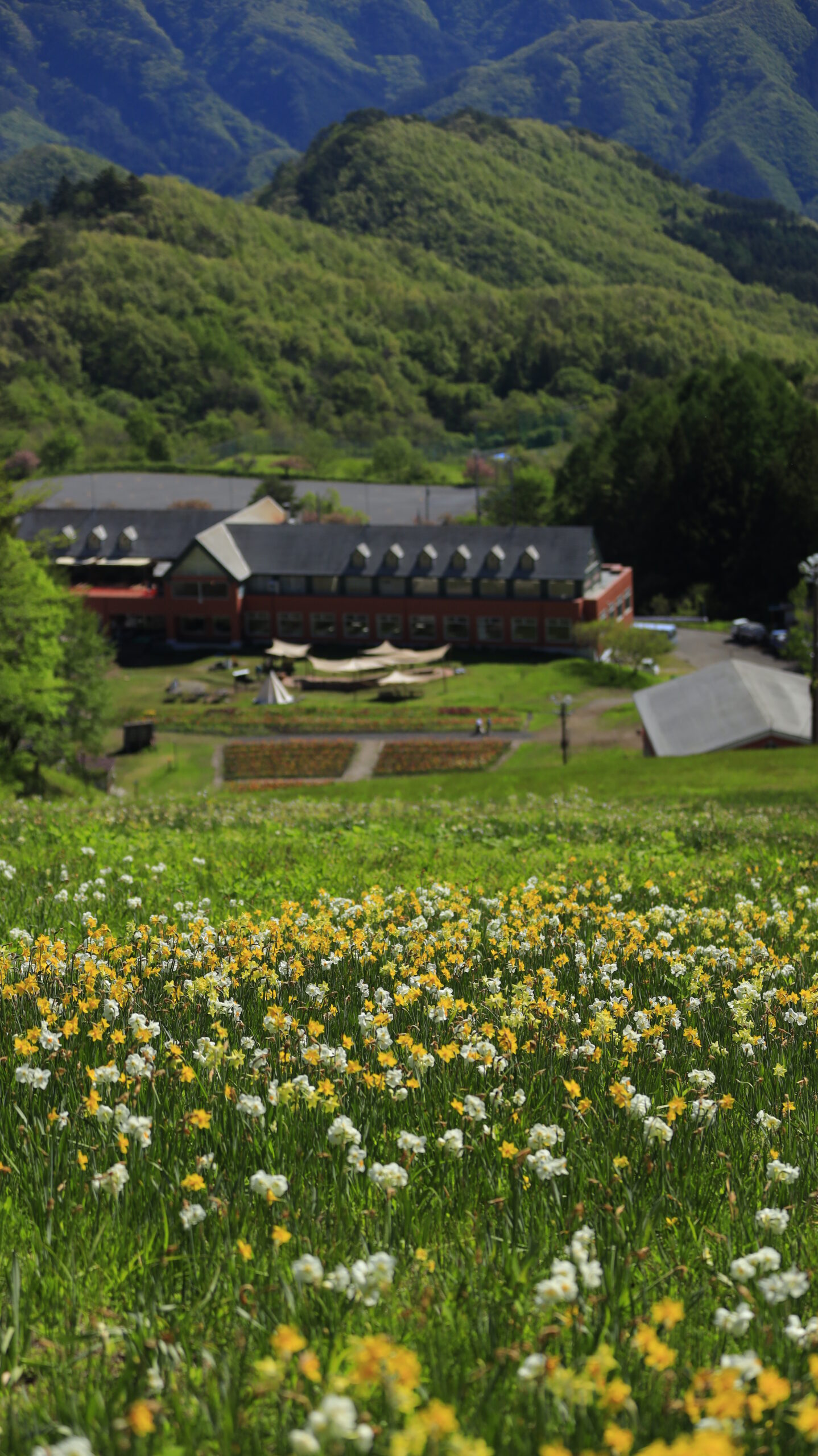 Daffodil field and buildings overlooking the Norn Minakami Flower Garden from the top of the mountain.
