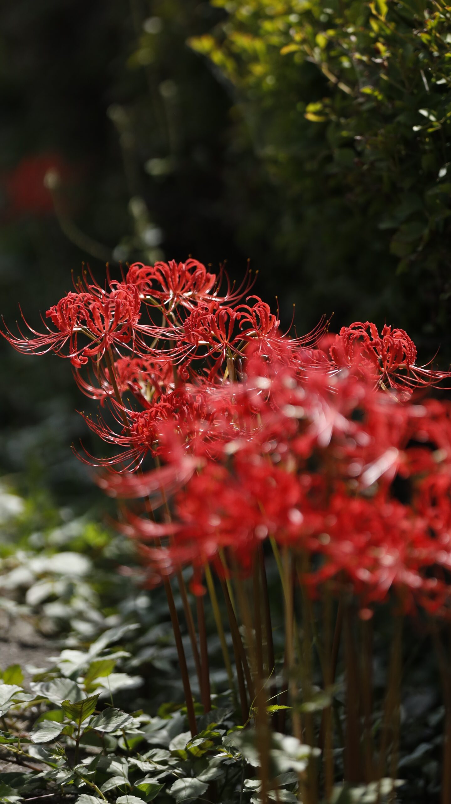 群馬県のたくみの里で撮影した、朝日を浴びる道端の彼岸花
