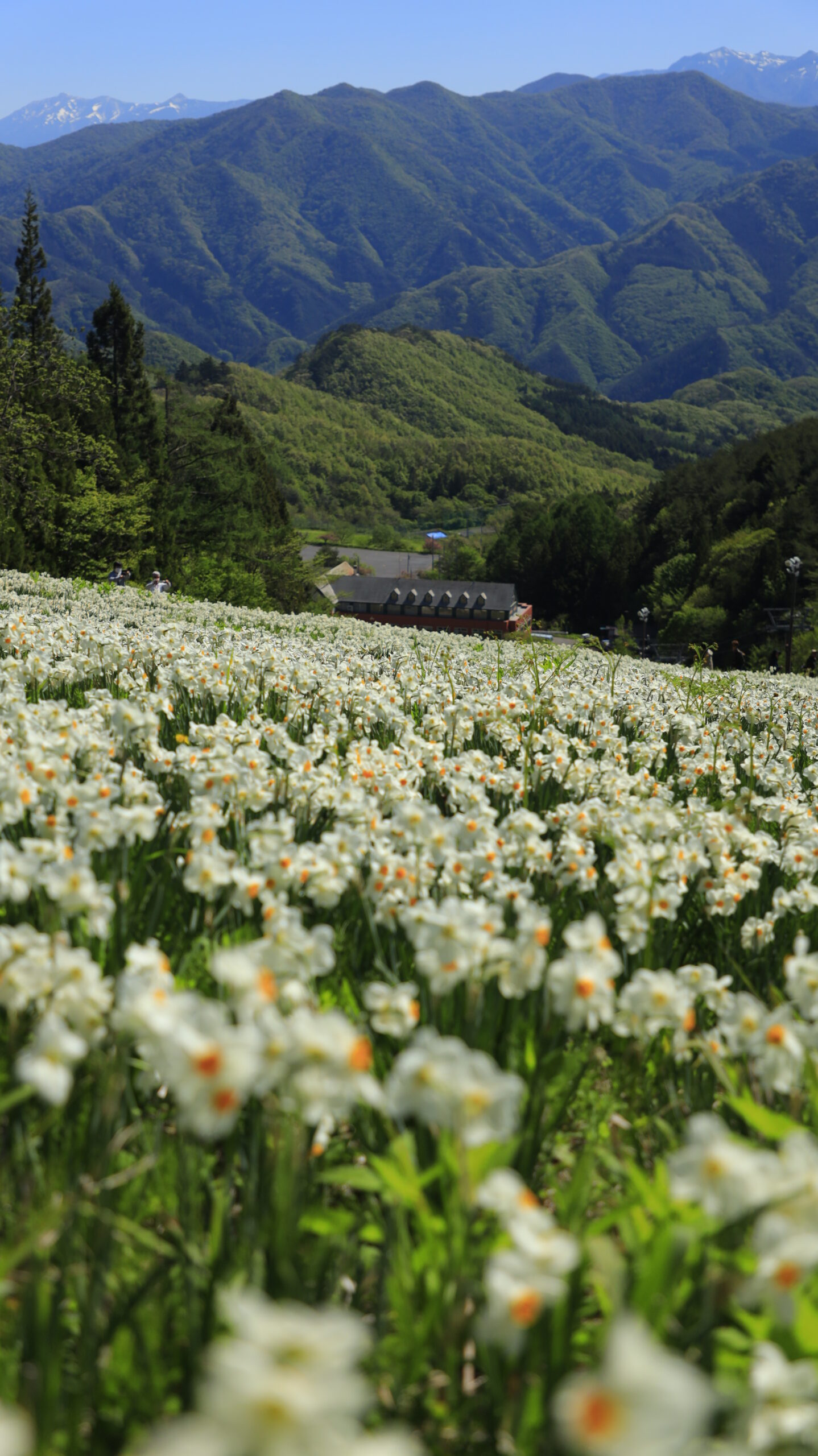 Daffodil field and mountains at Norn Minakami Flower Garden with blurred daffodils in the foreground.