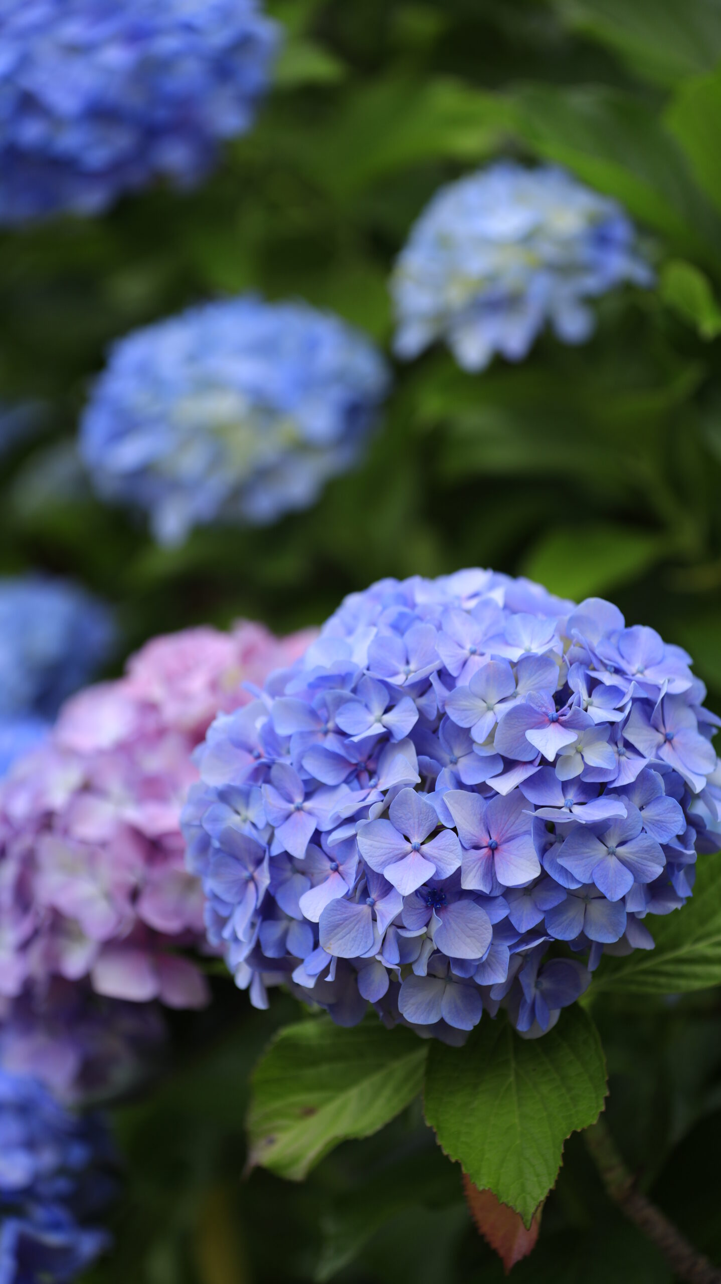 小田原城の青紫色の形の綺麗な紫陽花