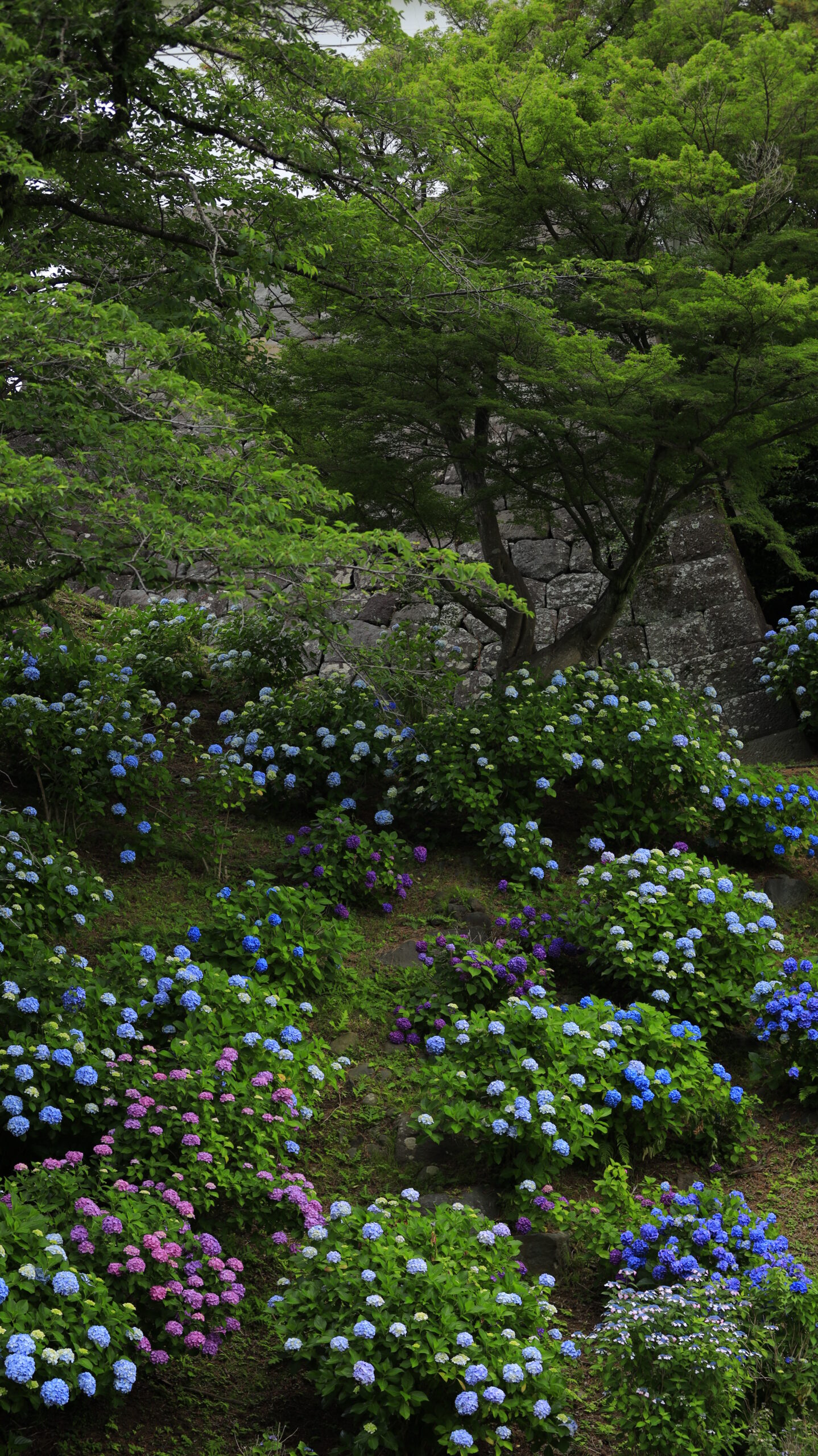 小田原城の石垣下に広がる明るめの紫陽花群