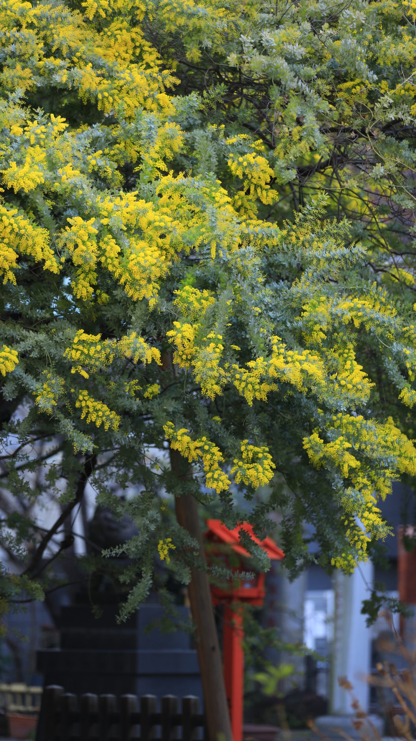 台東区・蔵前神社で、奥の灯籠をポイントにミモザの花を写した和の雰囲気の一枚