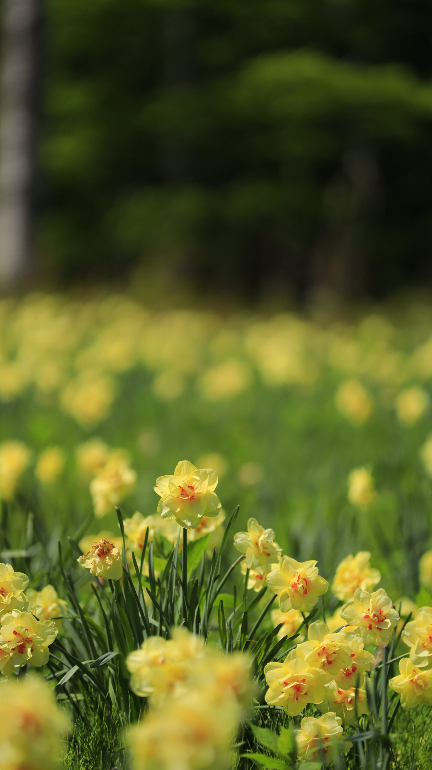 Yellow daffodils blooming facing us at Norn Minakami Flower Garden