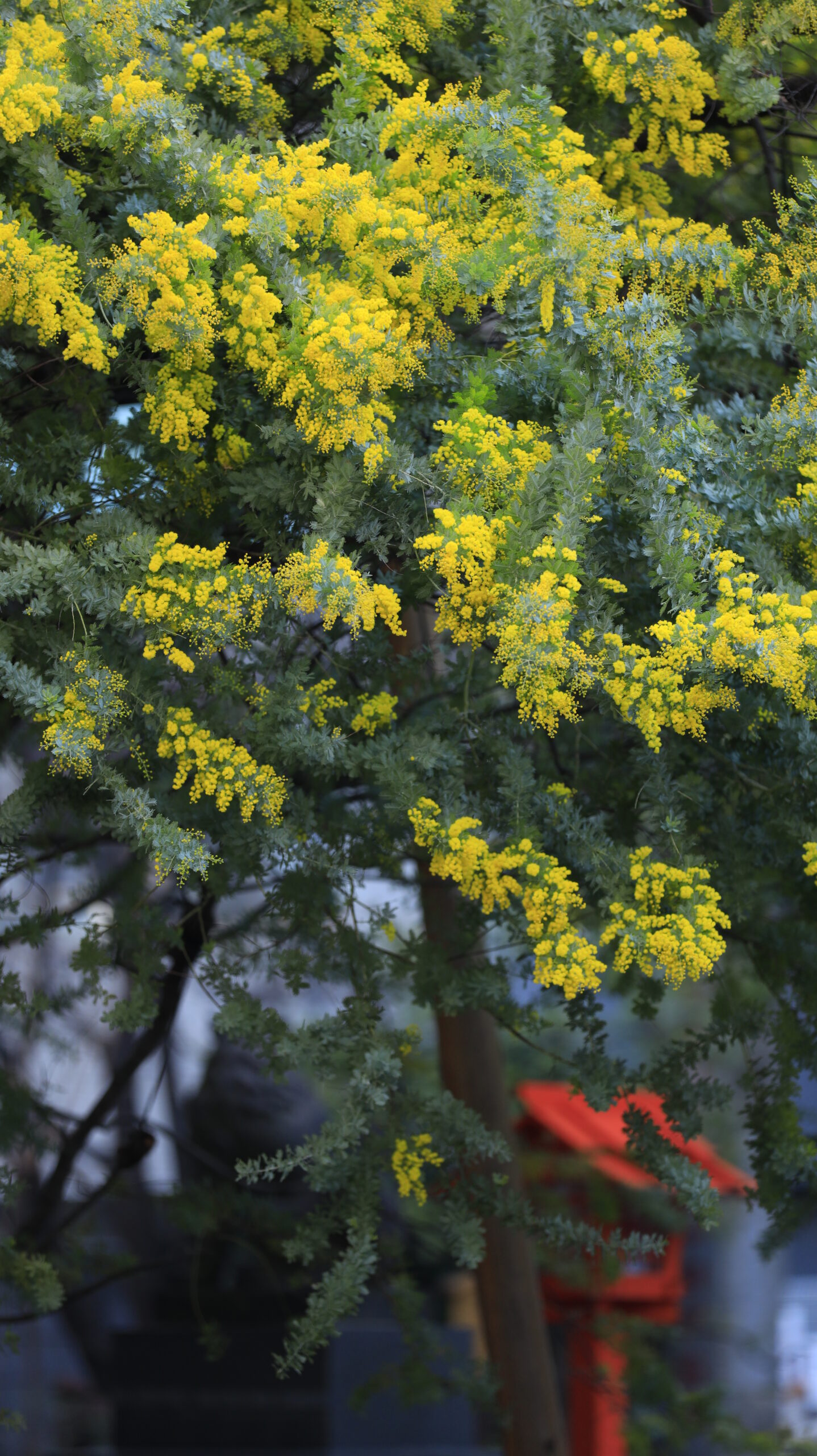 台東区・蔵前神社で、灯籠とミモザのバランスを意識して撮影した落ち着いた春景色