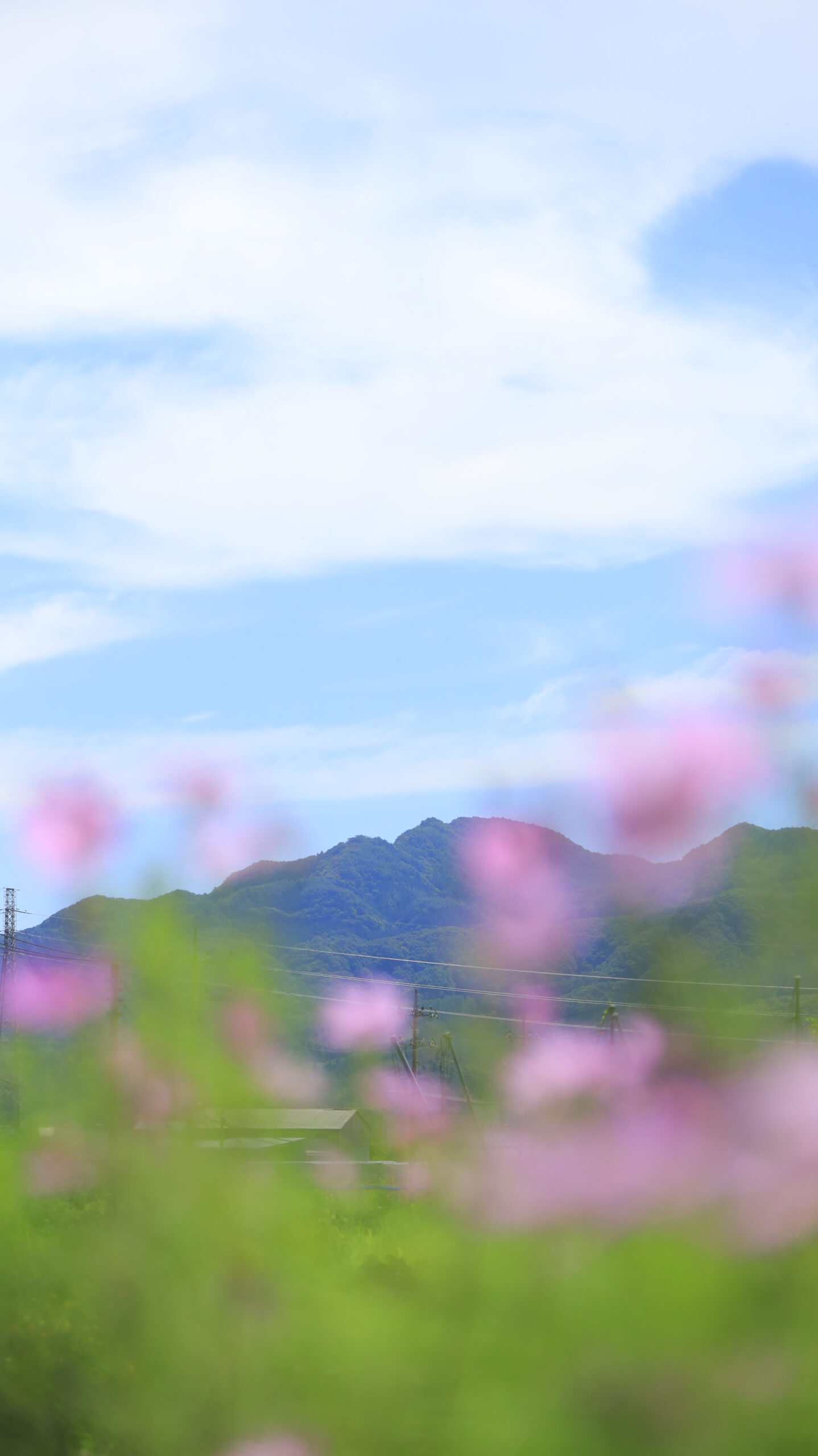 群馬県のたくみの里で撮影した、コスモス越しに広がる山々の風景
