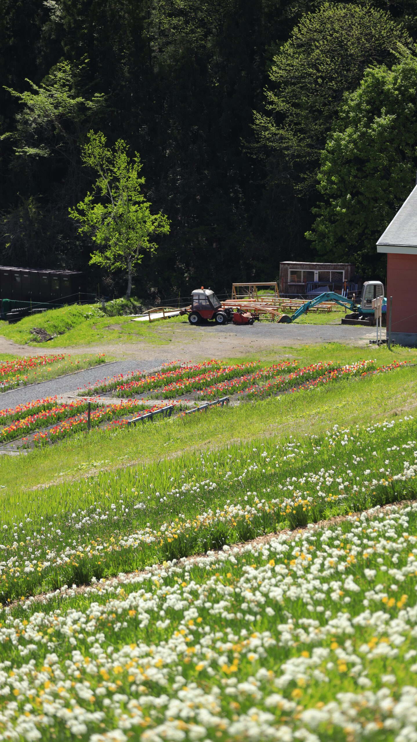 Daffodil field and tulip beds in the distance at Norn Minakami Flower Garden